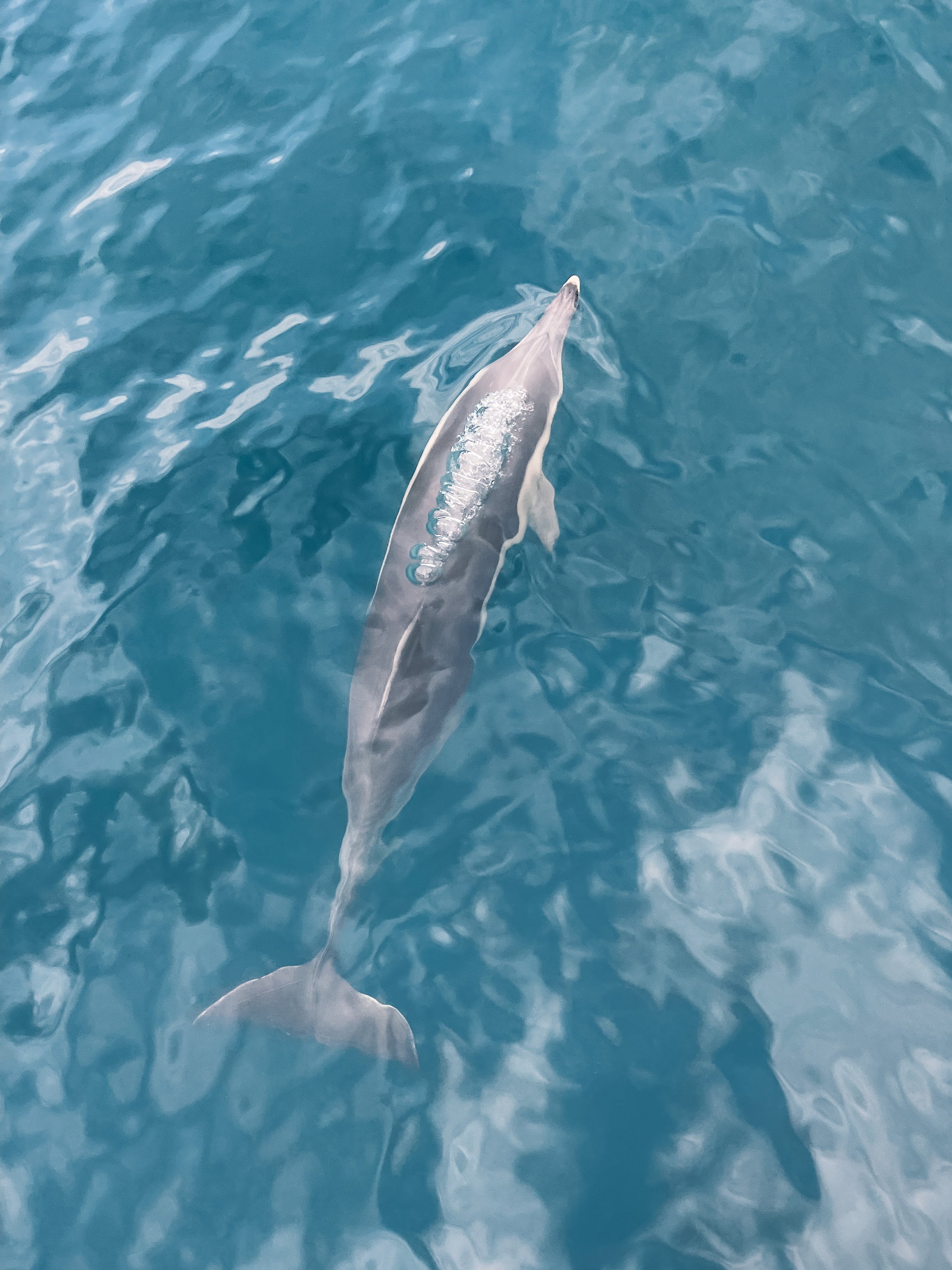 Curious dolphin swimming around the boat - Port Stephens - New South Wales (NSW) - Australia