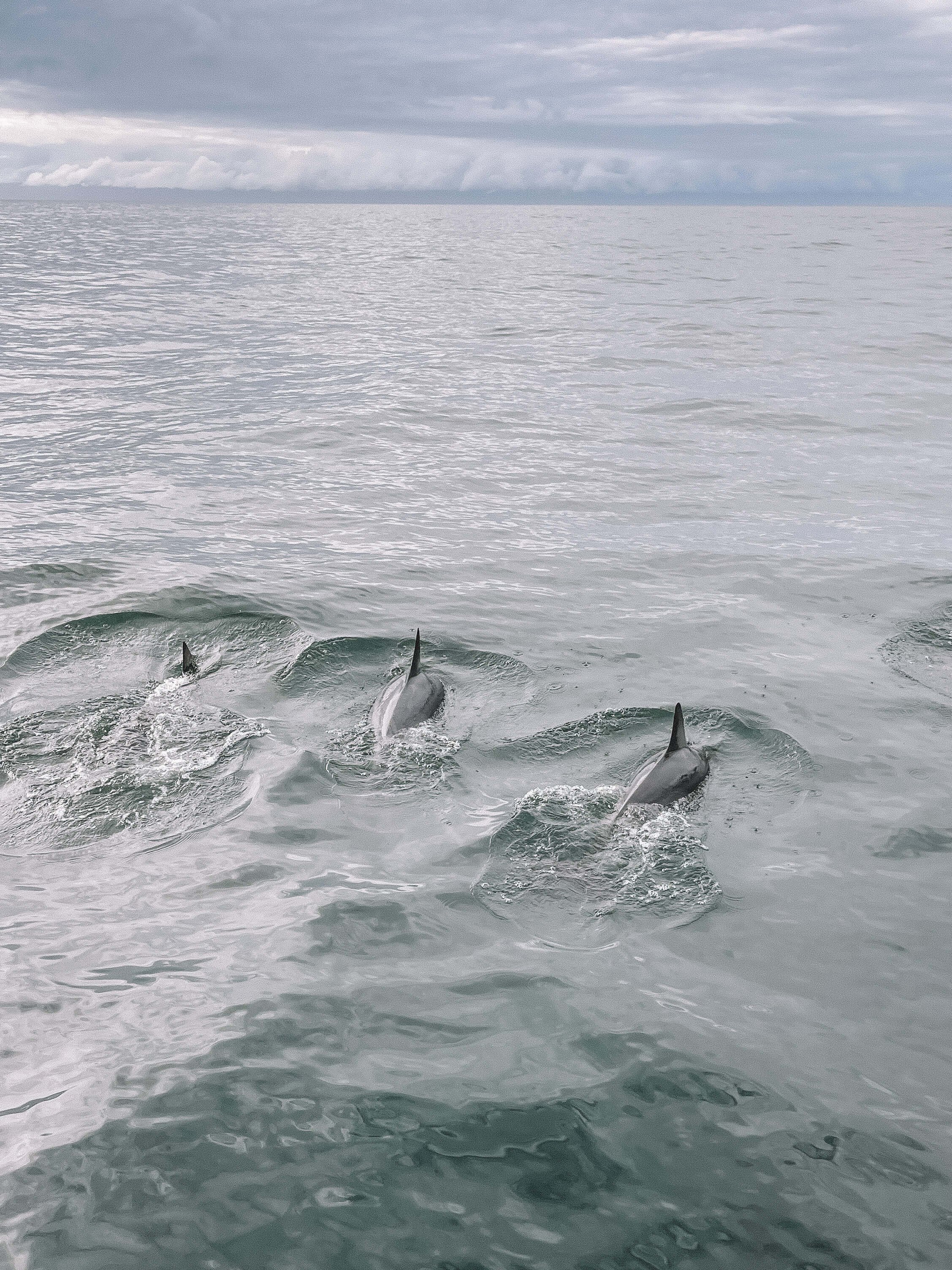 Pods of dolphins - Dolphin Swim Australia - Port Stephens - New South Wales (NSW) - Australia