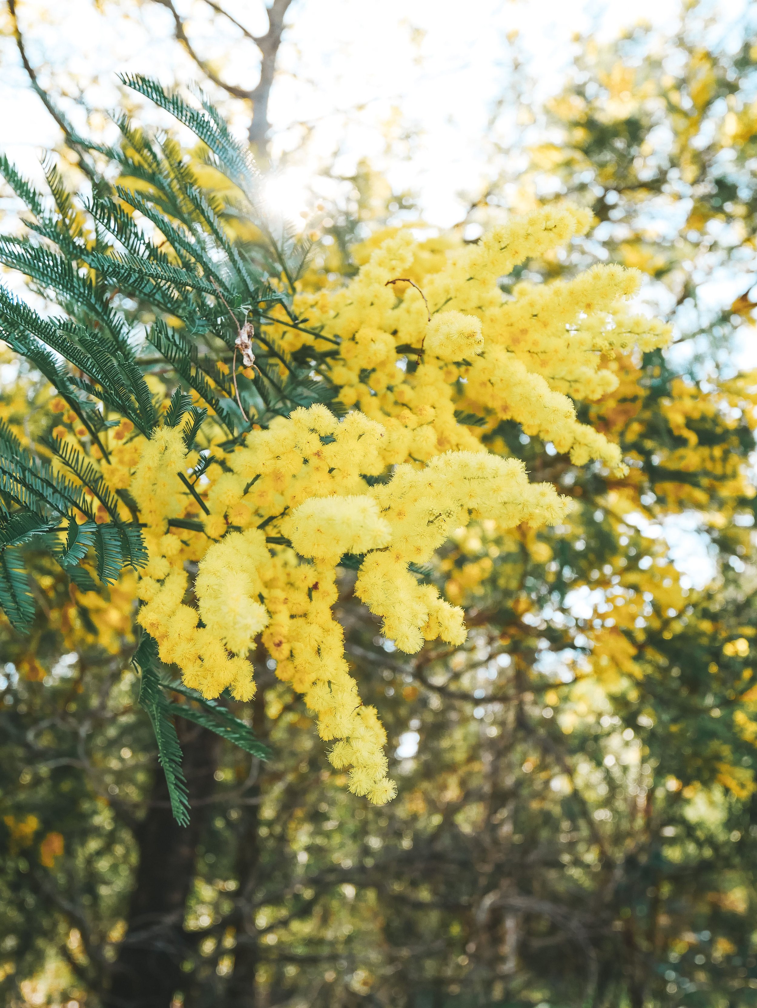 Mimosas in full bloom - Port Stephens - New South Wales (NSW) - Australia