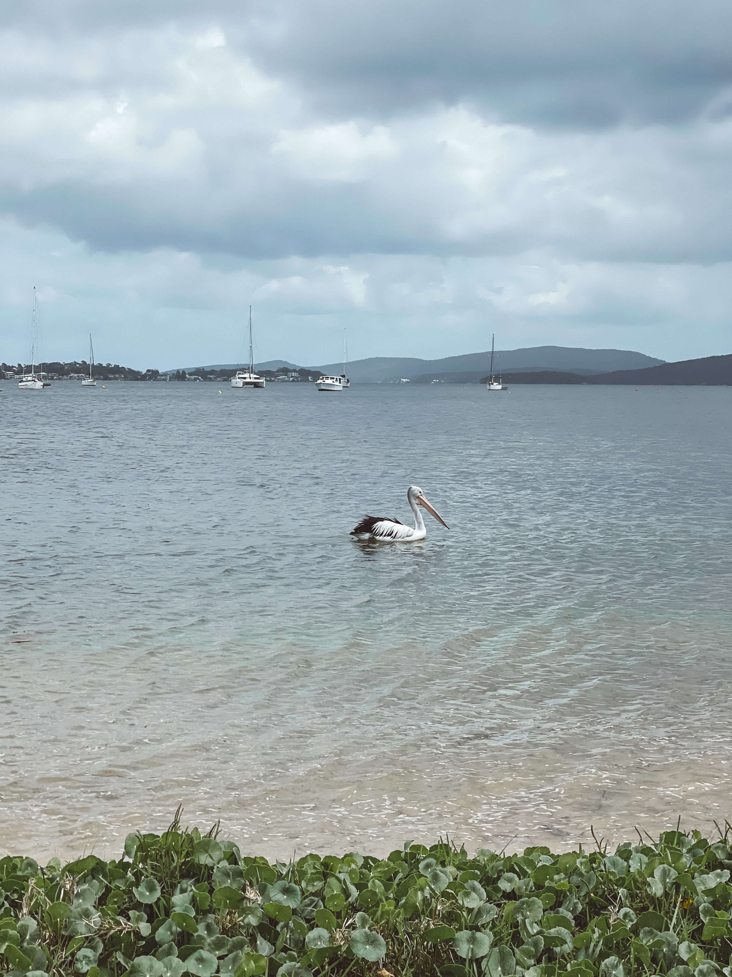 Pelican in Roy Wood Reserve - Port Stephens - New South Wales (NSW) - Australia