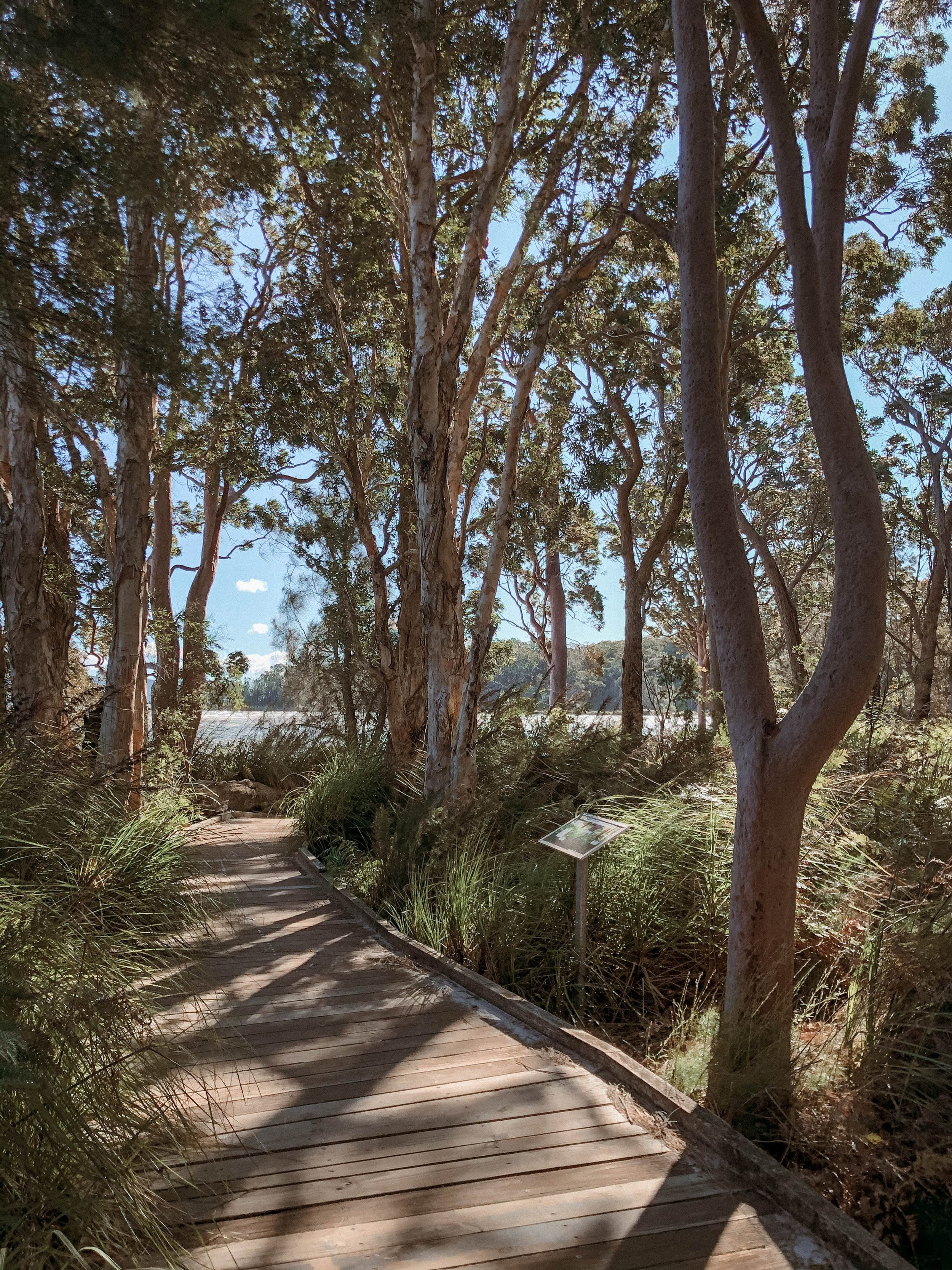 Boardwalk @ Tilligerry Habitat - Port Stephens - New South Wales (NSW) - Australia