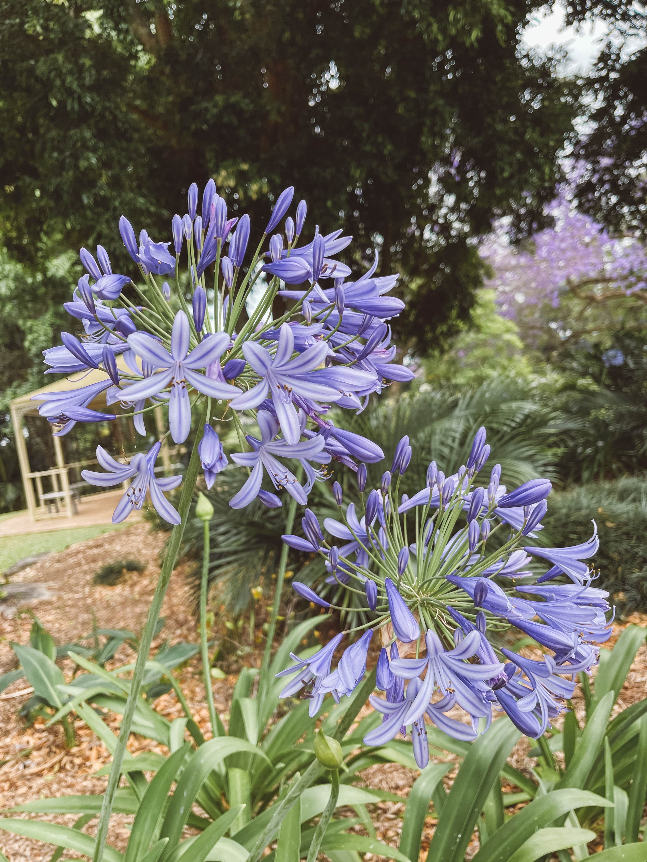 Purple flowers - Grafton - New South Wales (NSW) - Australia