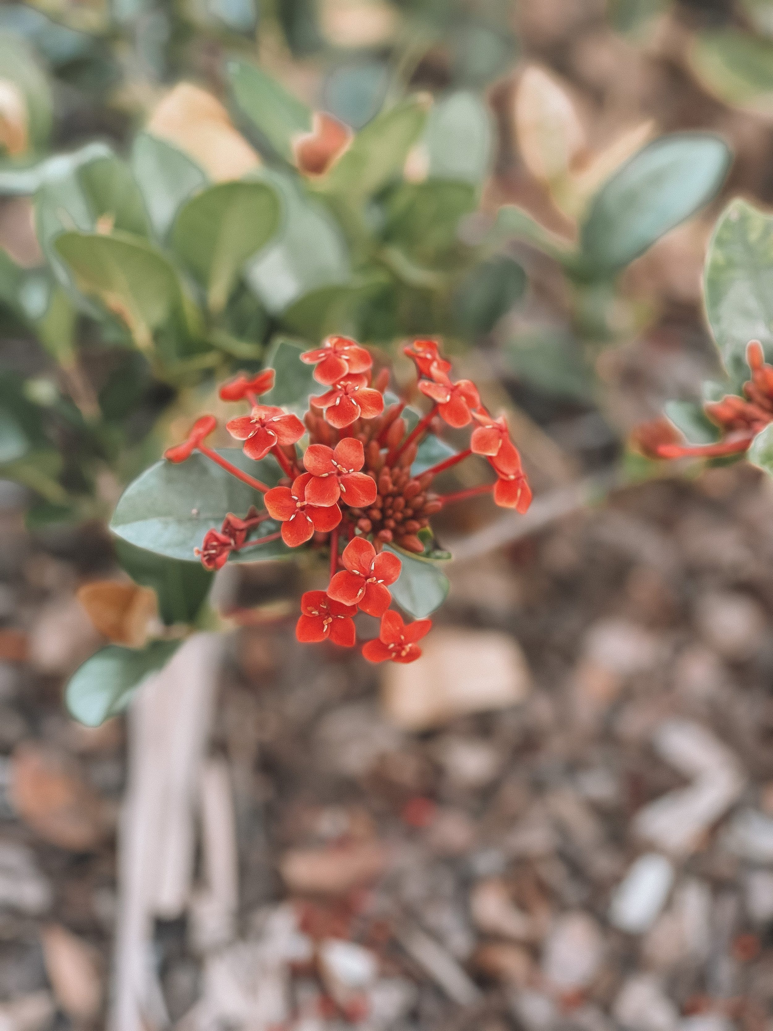 Red flowers - Grafton - New South Wales (NSW) - Australia