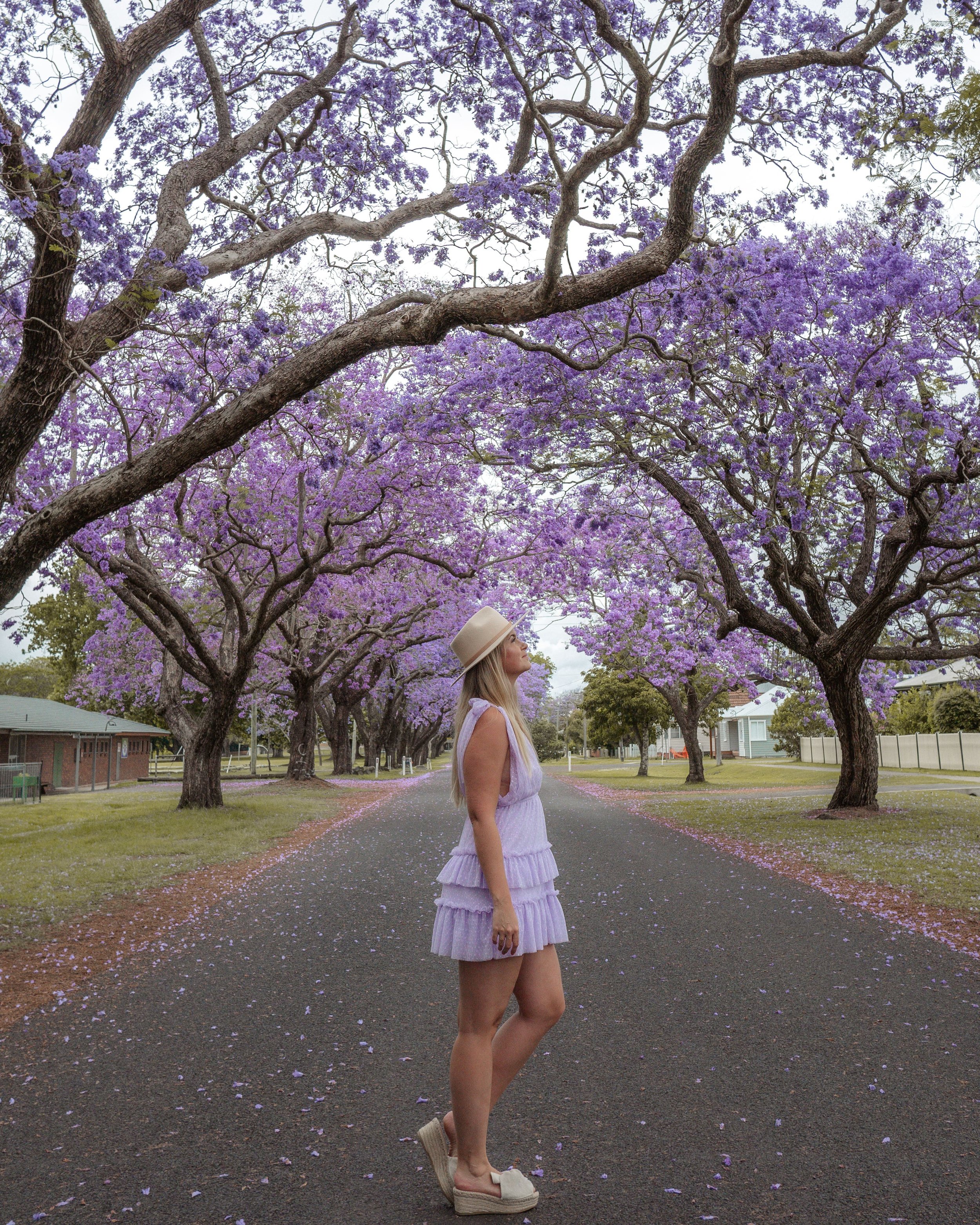 The Jacaranda Trees near See Park - Grafton - New South Wales (NSW) - Australia