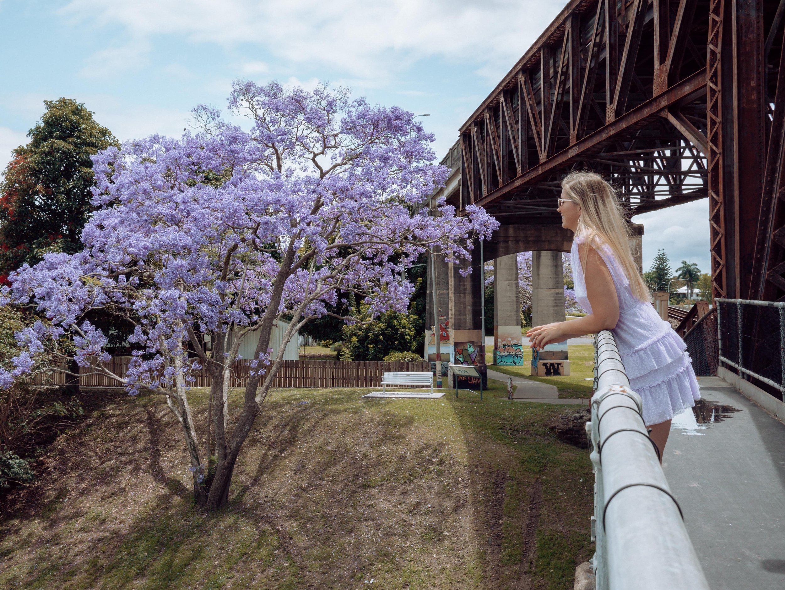 Looking at the jacaranda tree - Old Bridge - Grafton - New South Wales (NSW) - Australia