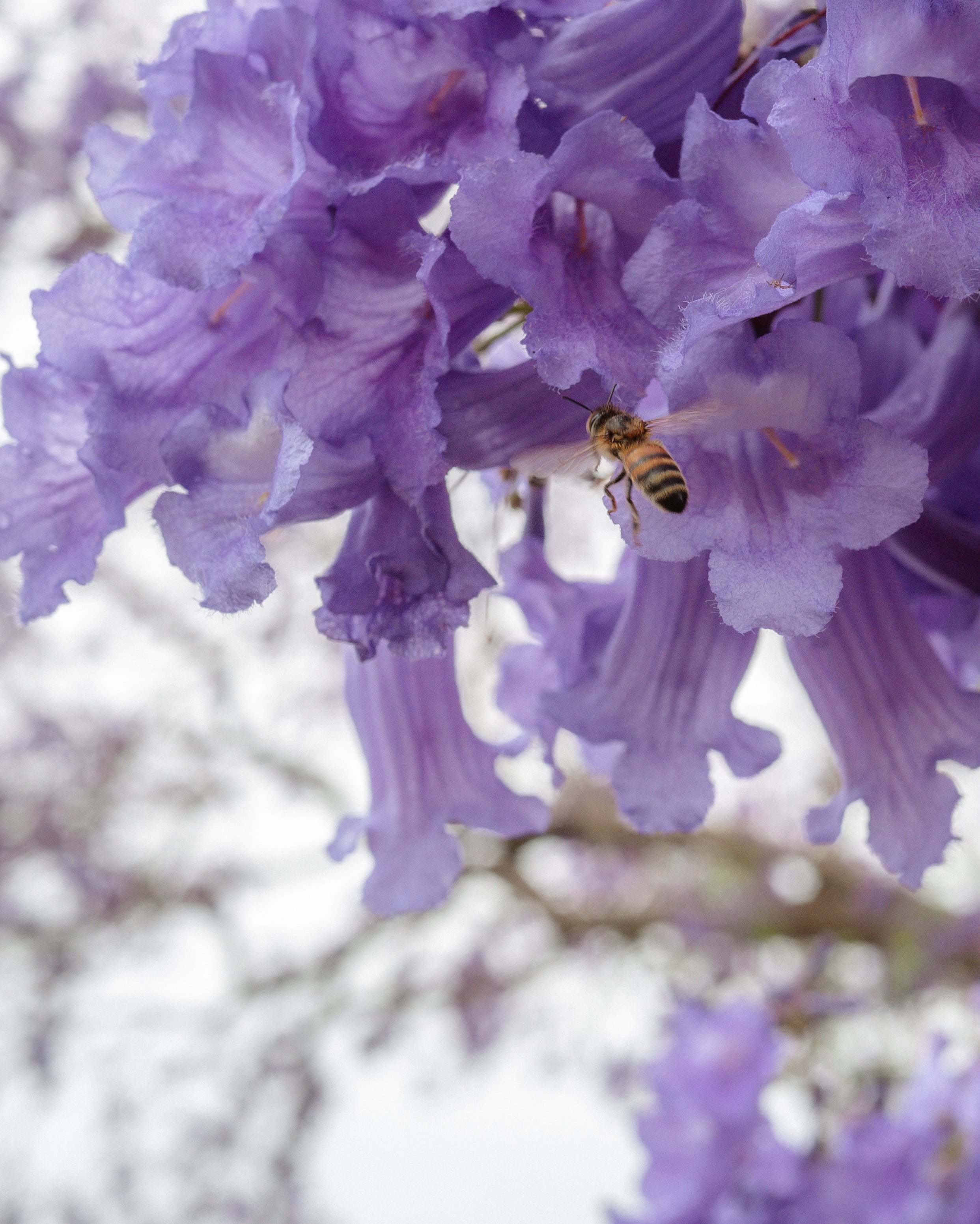 Bumble bee close-up - Jacaranda flower - Grafton - New South Wales (NSW) - Australia