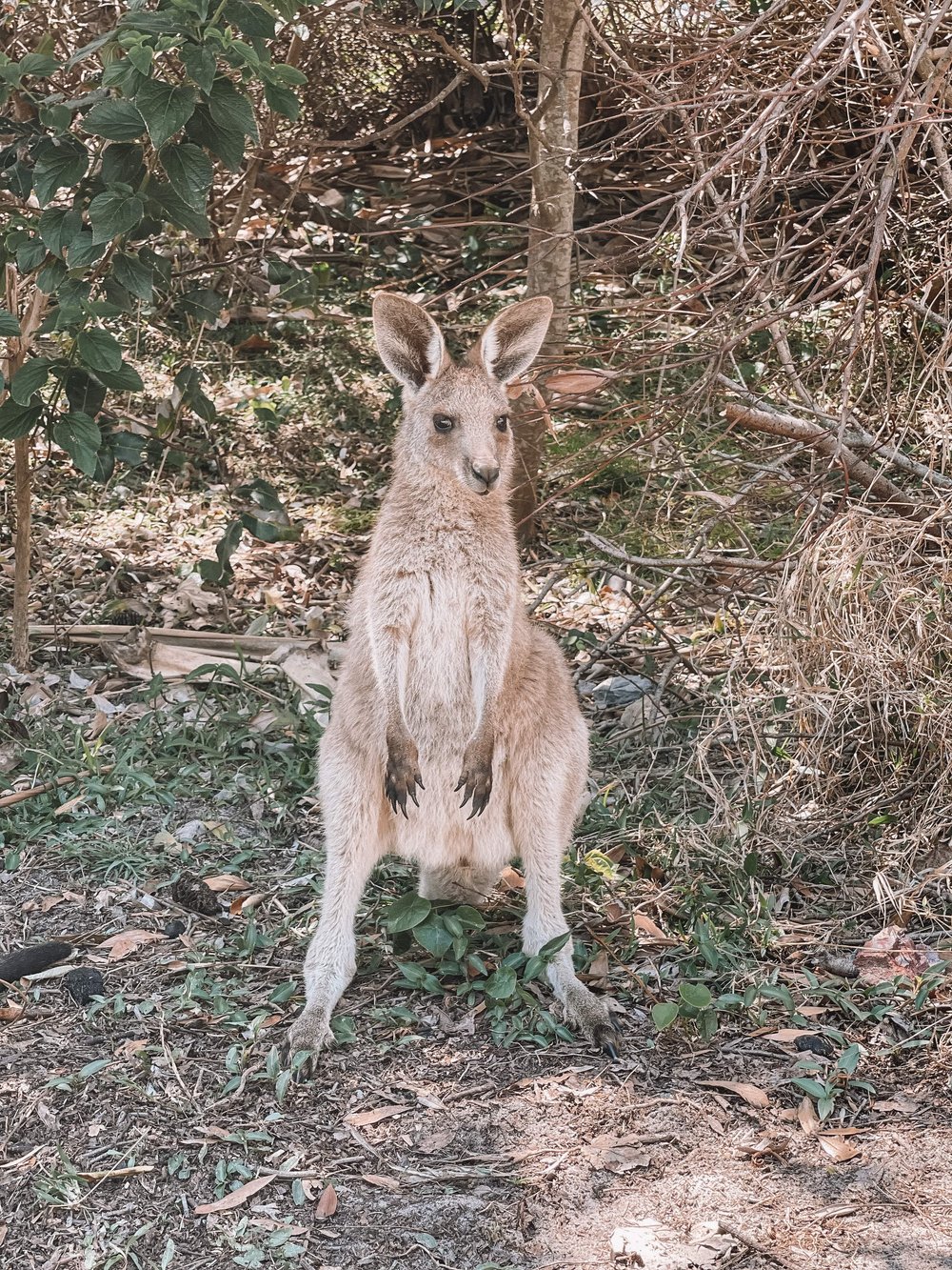 Posing kangaroo in Red Cliff - New South Wales (NSW) - Australia