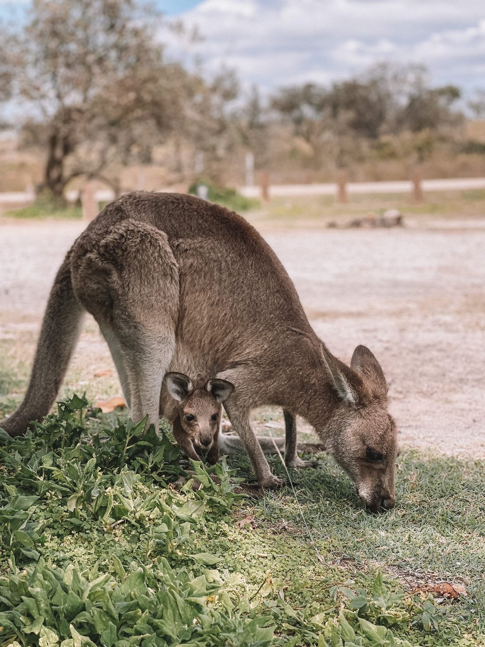 Kangaroo mom and its baby joey in the pouch - Red Cliff - New South Wales (NSW) - Australia