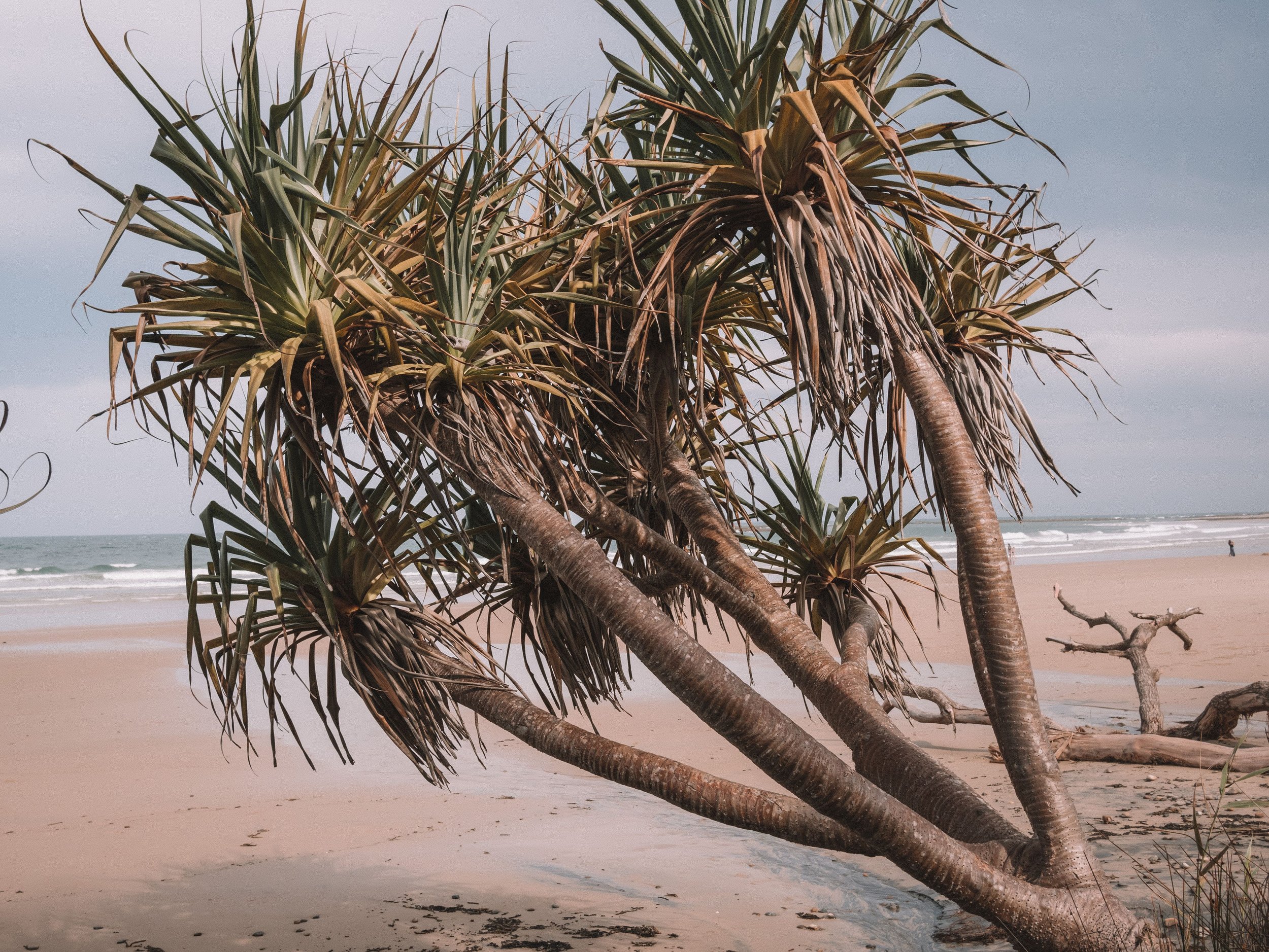 Palms at Minnie Water Beach - New South Wales (NSW) - Australia