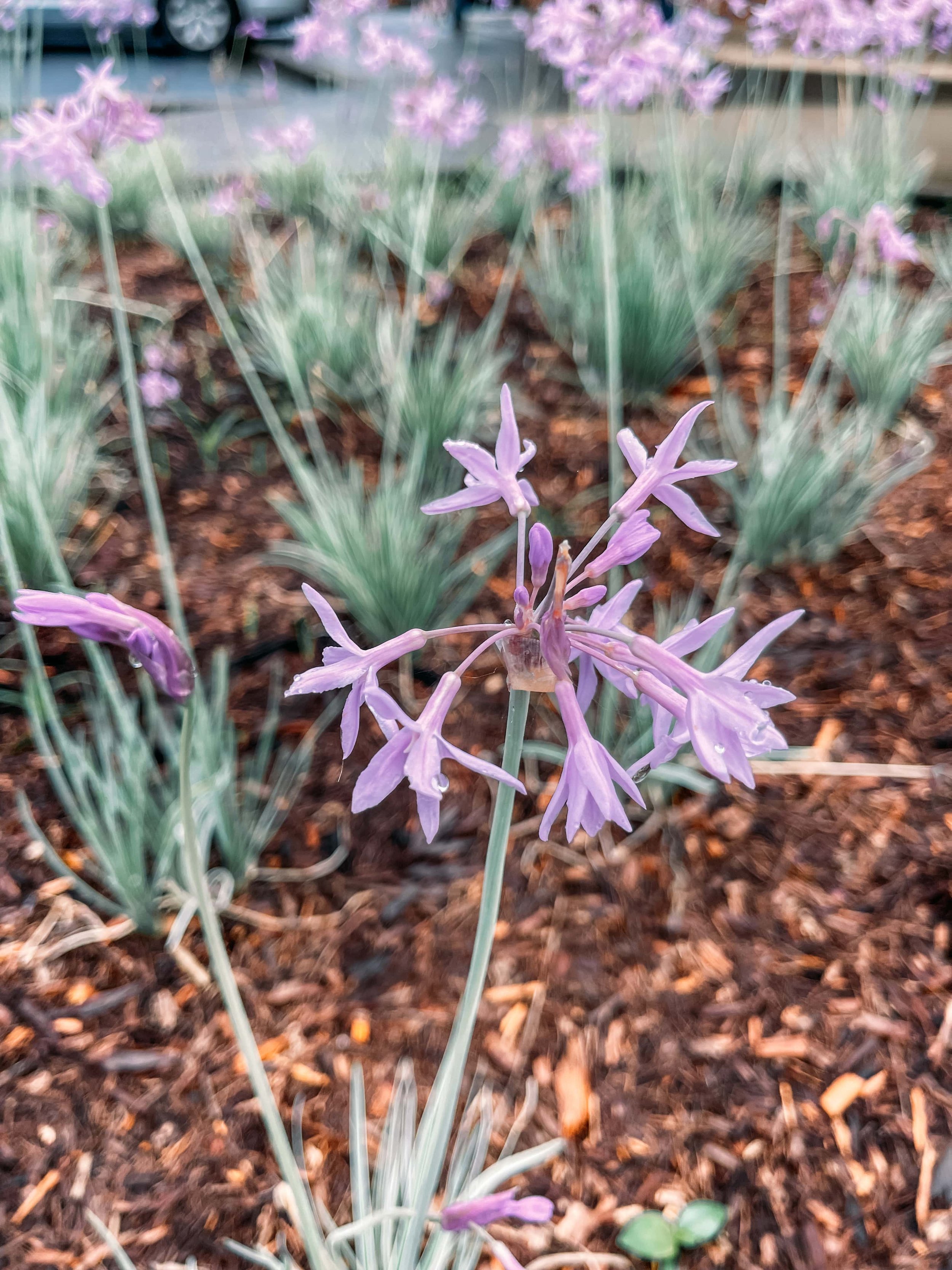 Purple flowers blooming - Bellingen - New South Wales (NSW) - Australia