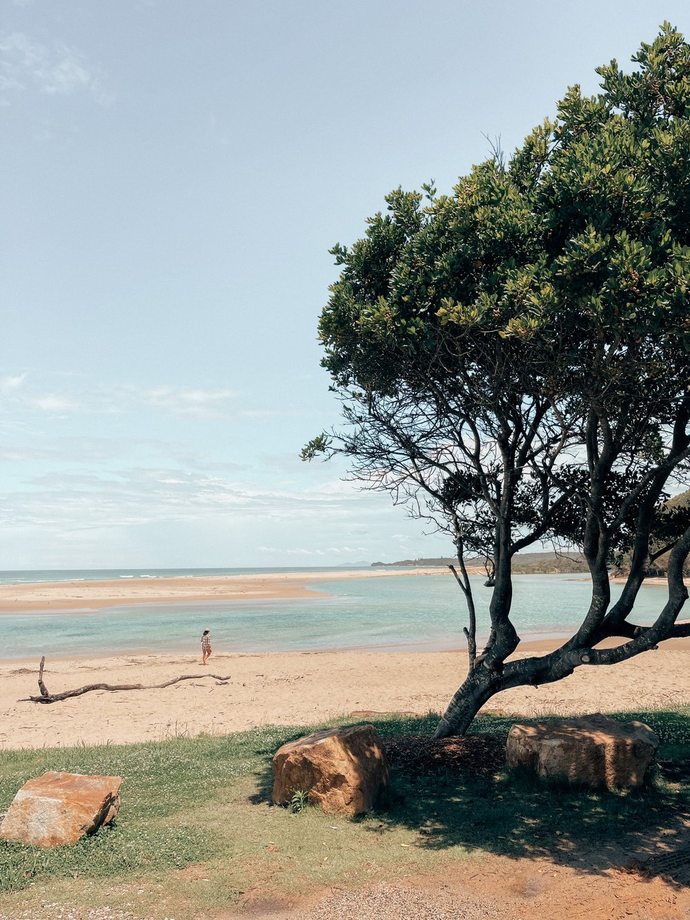 Tree with the beach in the background - Valla Beach - New South Wales (NSW) - Australia
