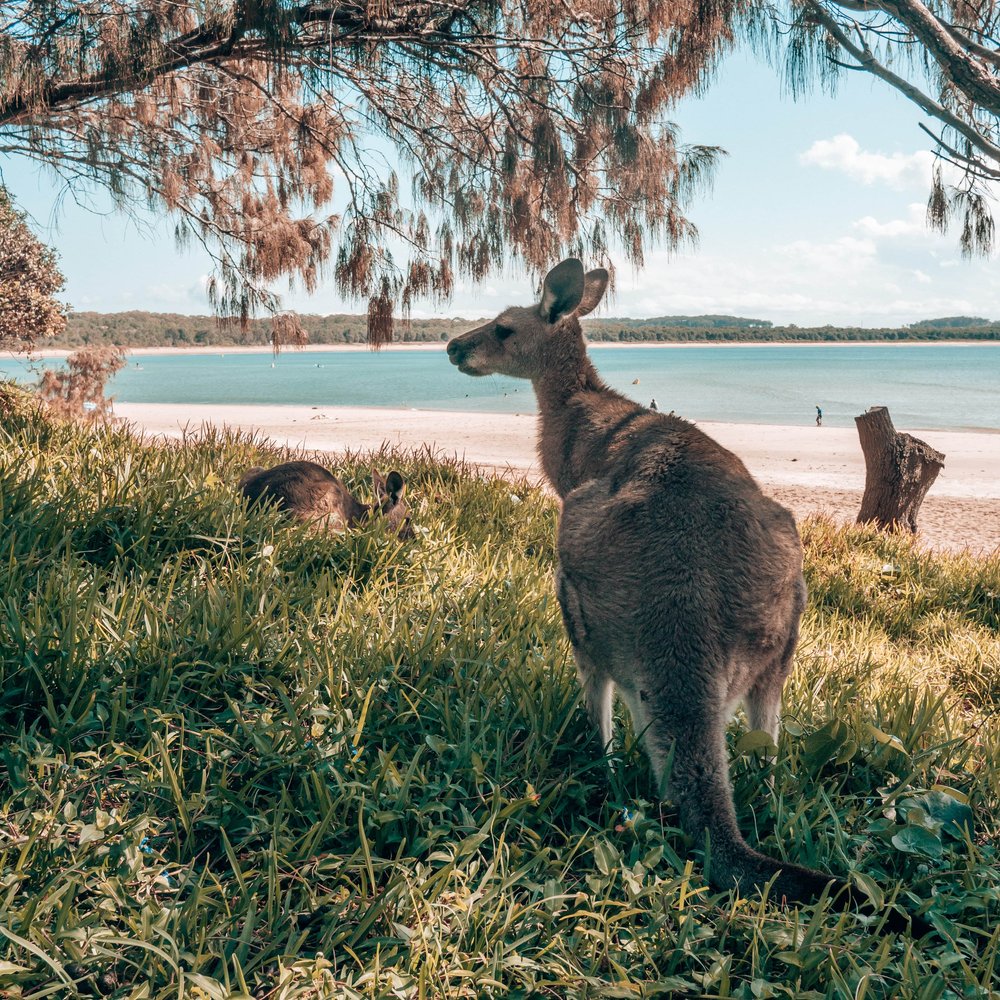 Kangaroos at the campground - Trial Bay Gaol - New South Wales (NSW) - Australia