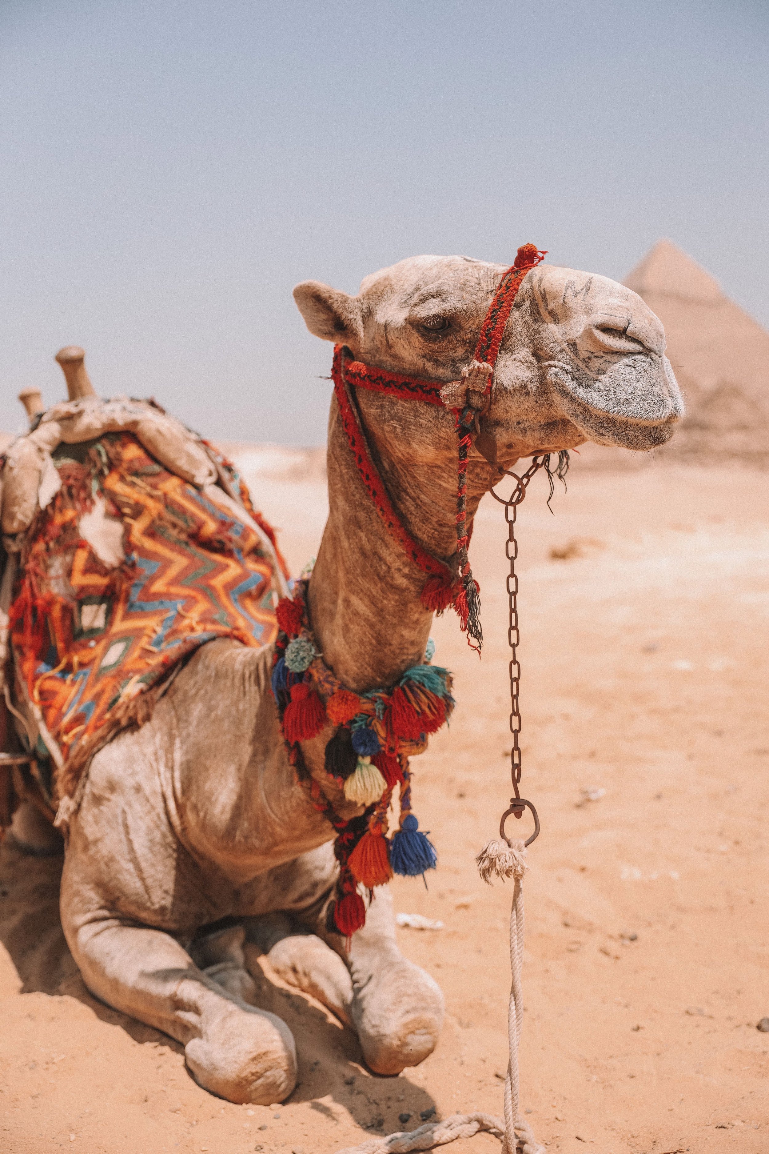 Camel taking a rest at the Great Pyramids of Giza - Cairo - Egypt