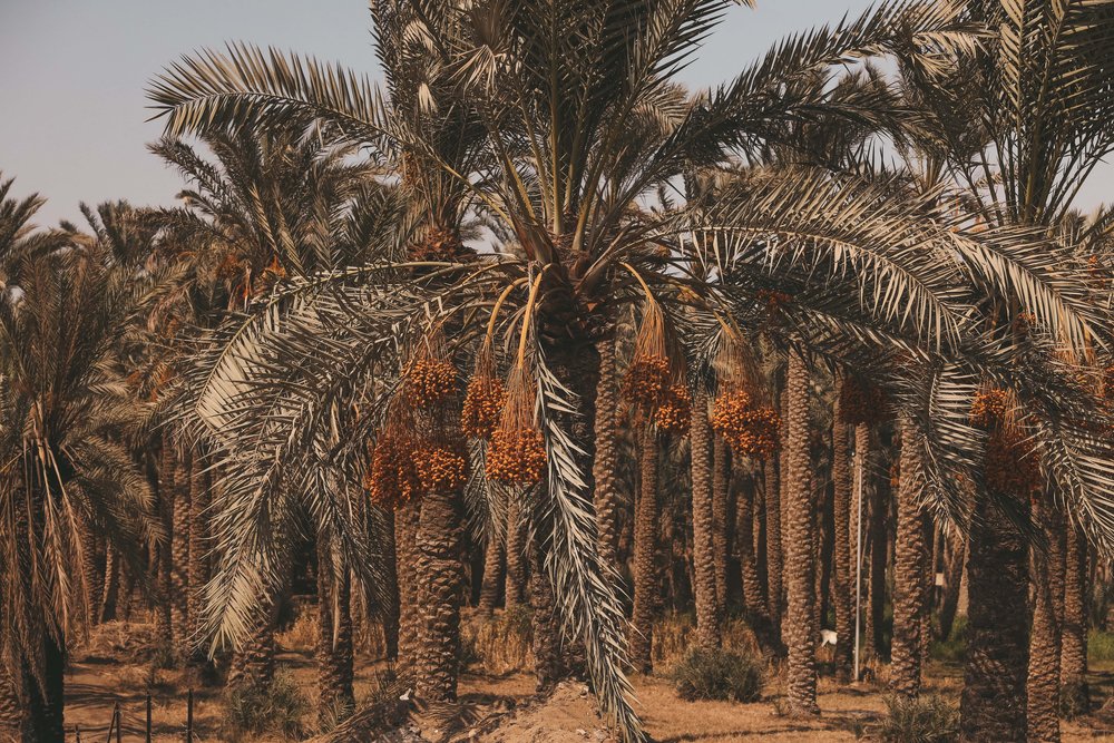 Palm Galore - Cairo - Egypt