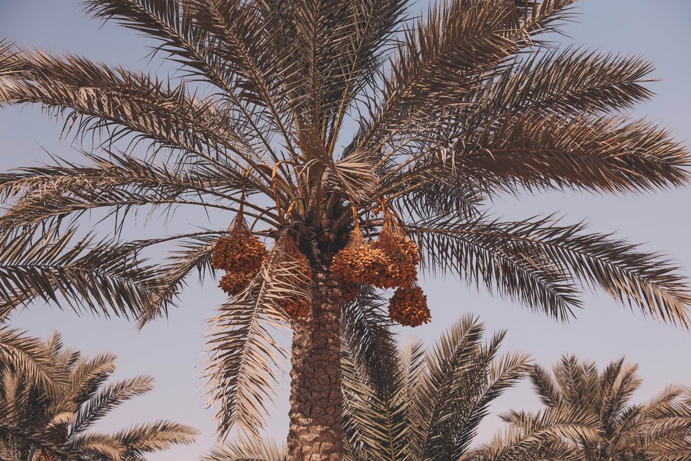 Close up on the dates - Palm Trees - Cairo - Egypt
