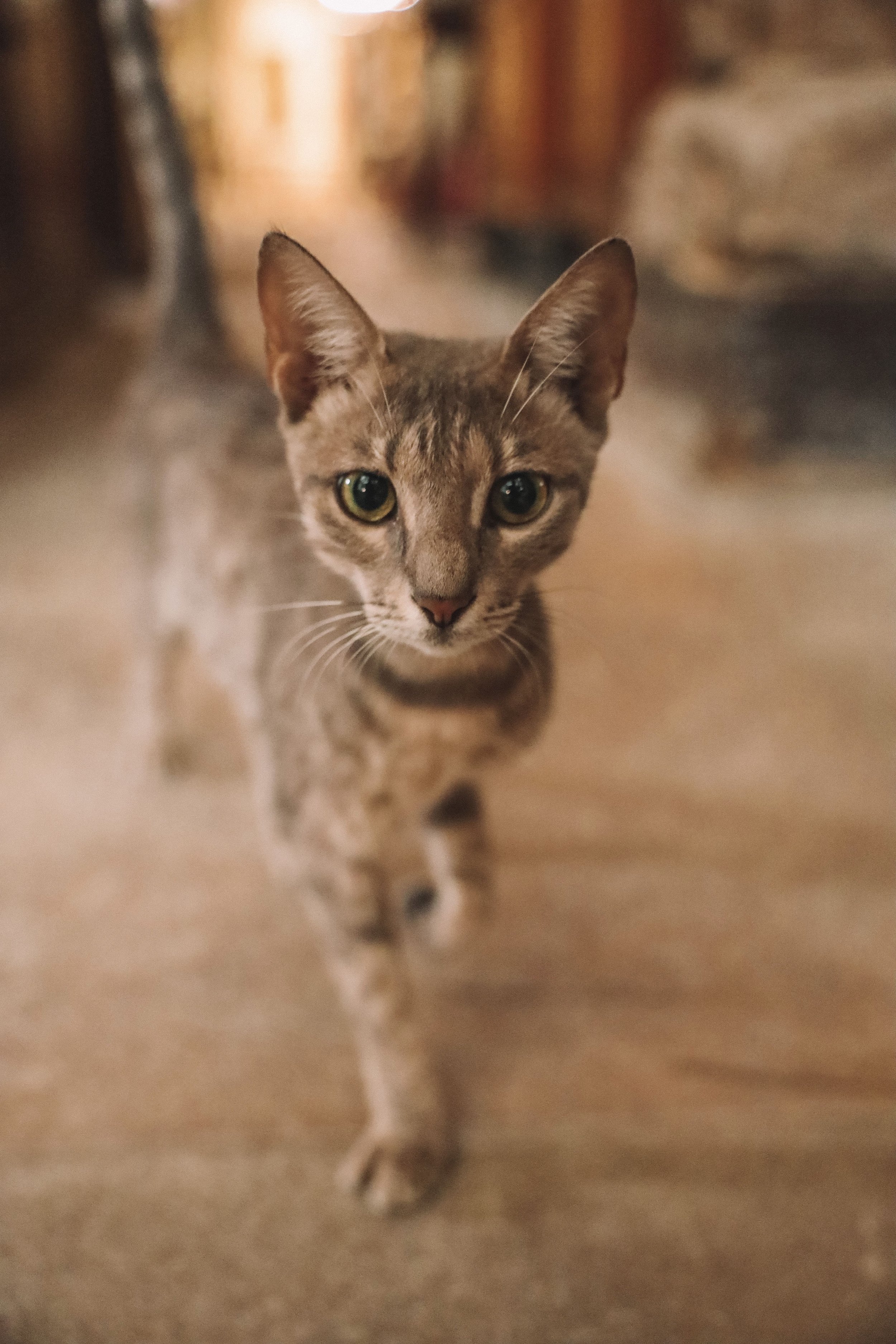 The cats of the Egyptian Museum - Cairo - Egypt