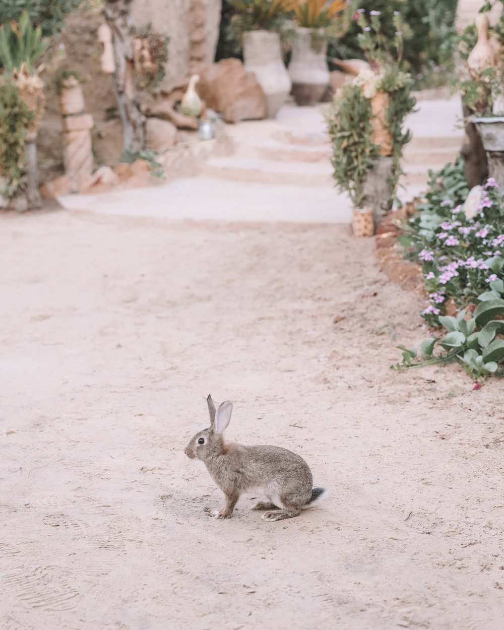 A rabbit exploring the area at Ali Khaled Mountain Camp - Siwa Oasis - Egypt