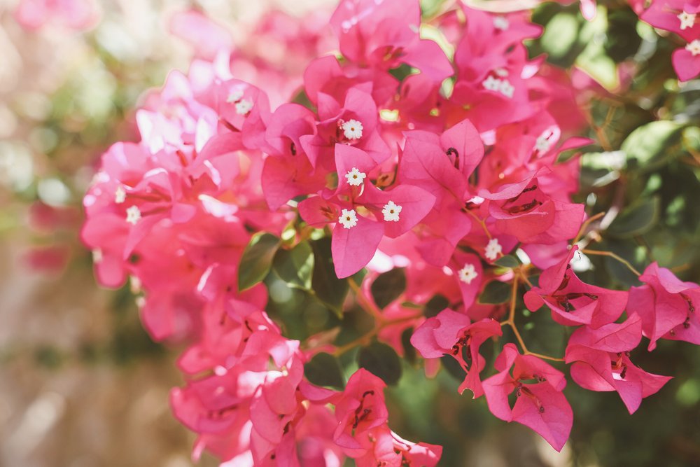 Bougainvillea flowers at Ali Khaled Mountain Camp - Siwa Oasis - Egypt