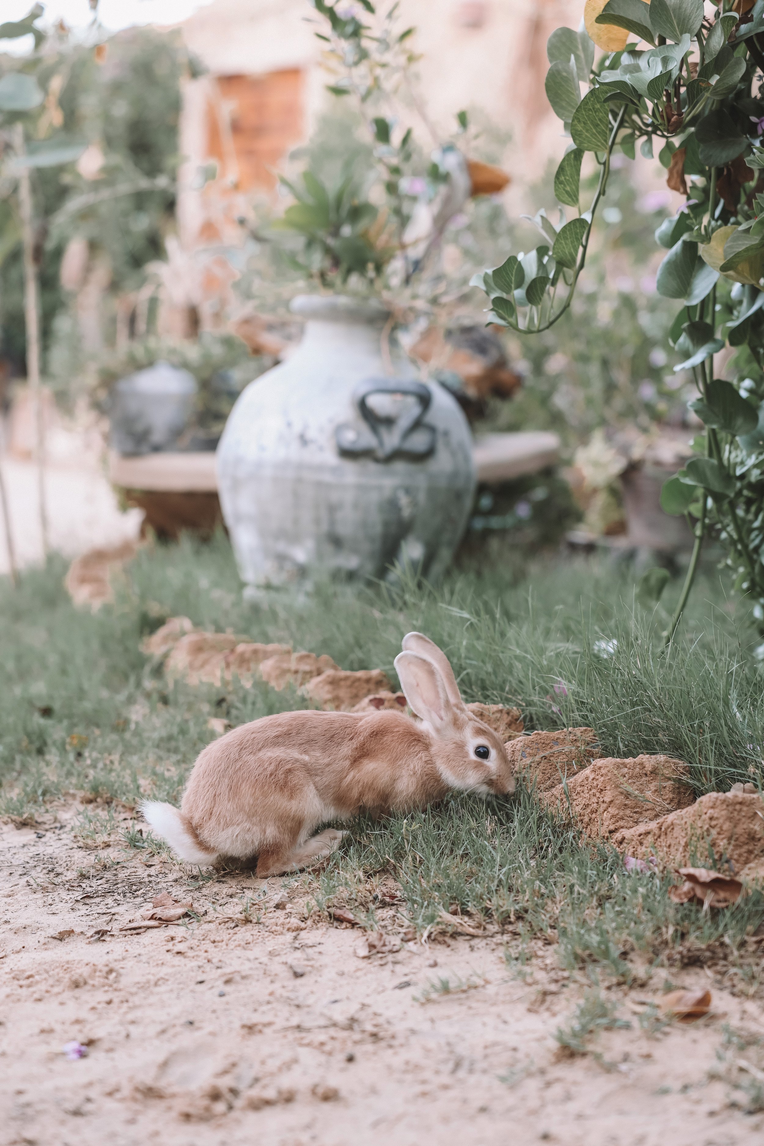 A rabbit eating grass at Ali Khaled Mountain Camp - Siwa Oasis - Egypt