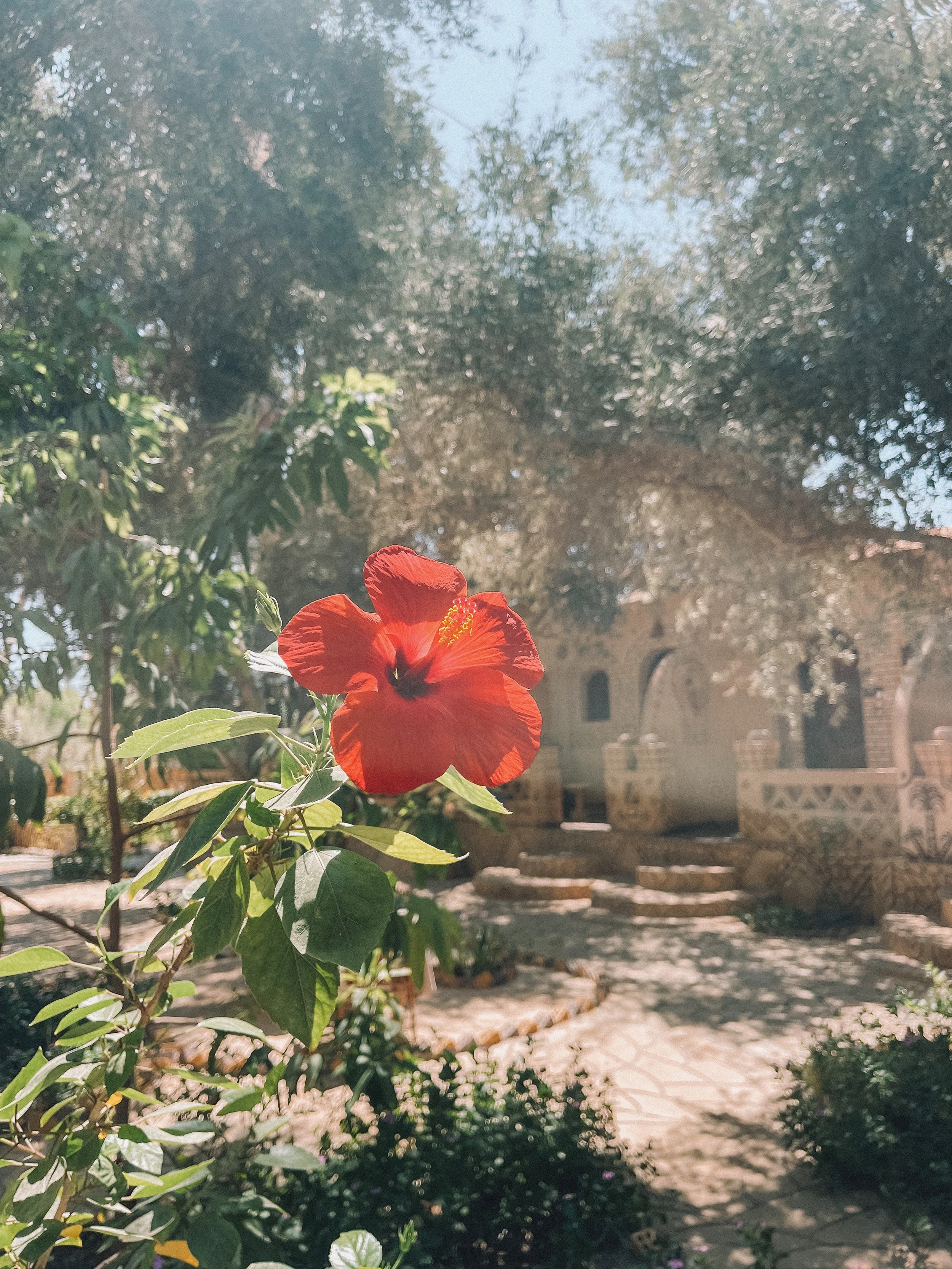 Red hibiscus - Ali Khaled Mountain Camp - Siwa Oasis - Egypt