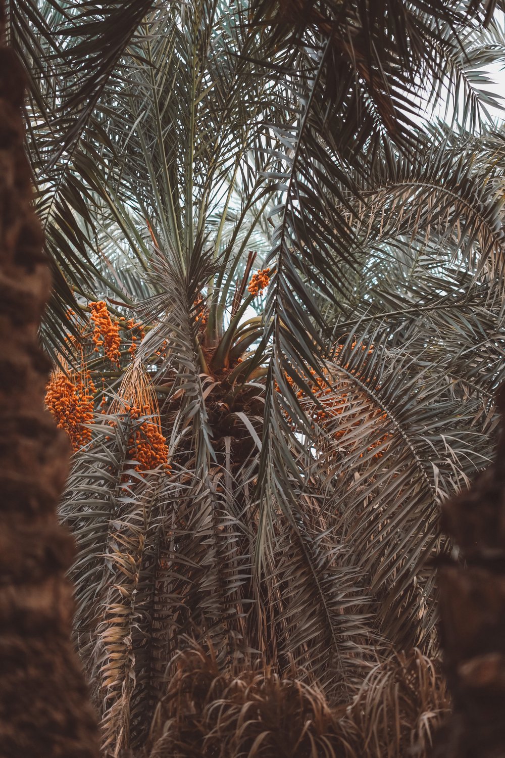 Palms and dates - Siwa Oasis - Egypt