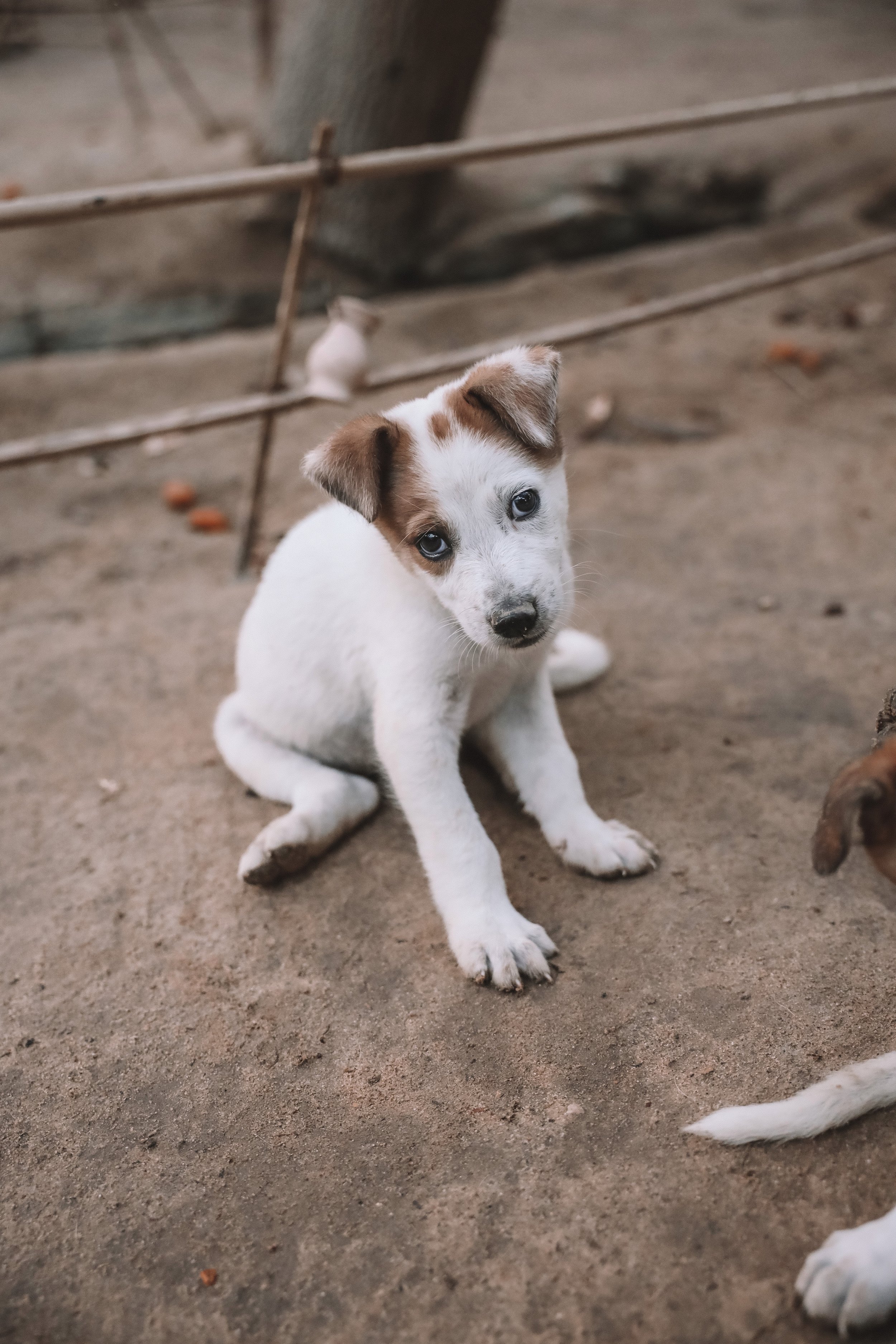 Cute little puppy at Abdu Restaurant - Siwa Oasis - Egypt