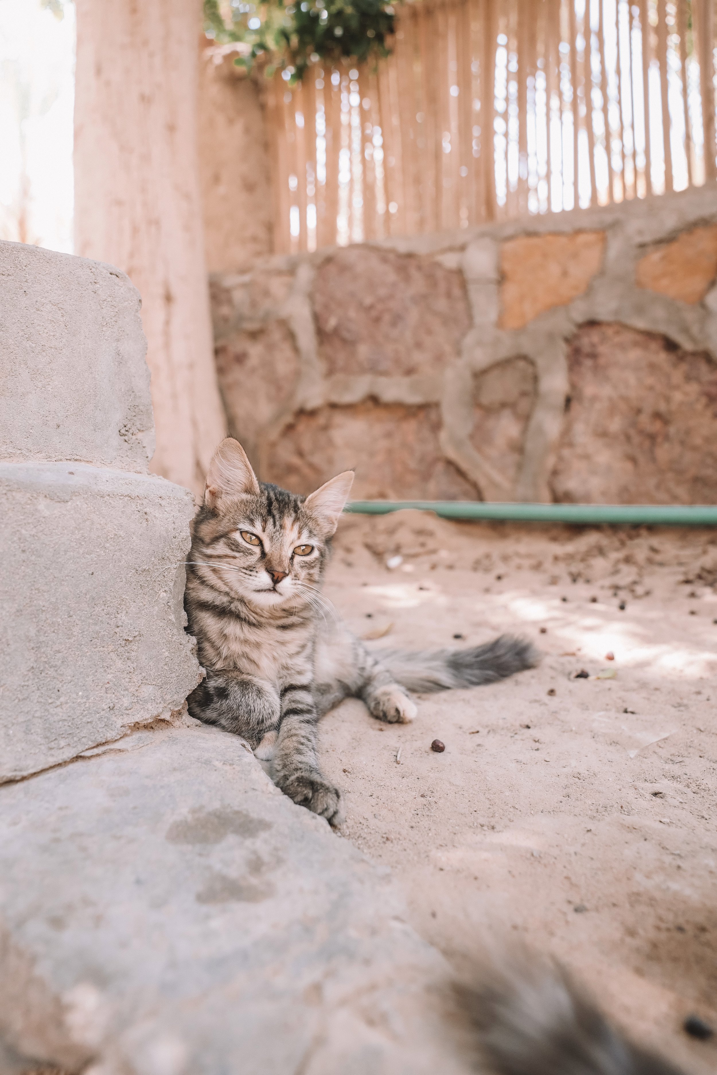 A relaxed cat in Bahariya Oasis - Western Desert of Egypt