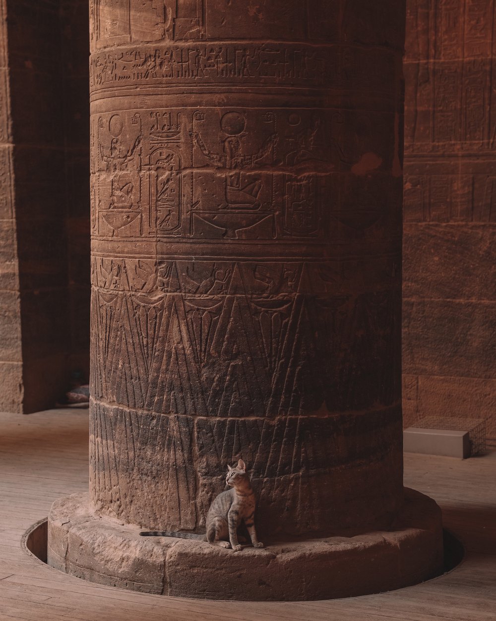An inquisitive cat in front of a column - Philae Temple - Aswan - Egypt
