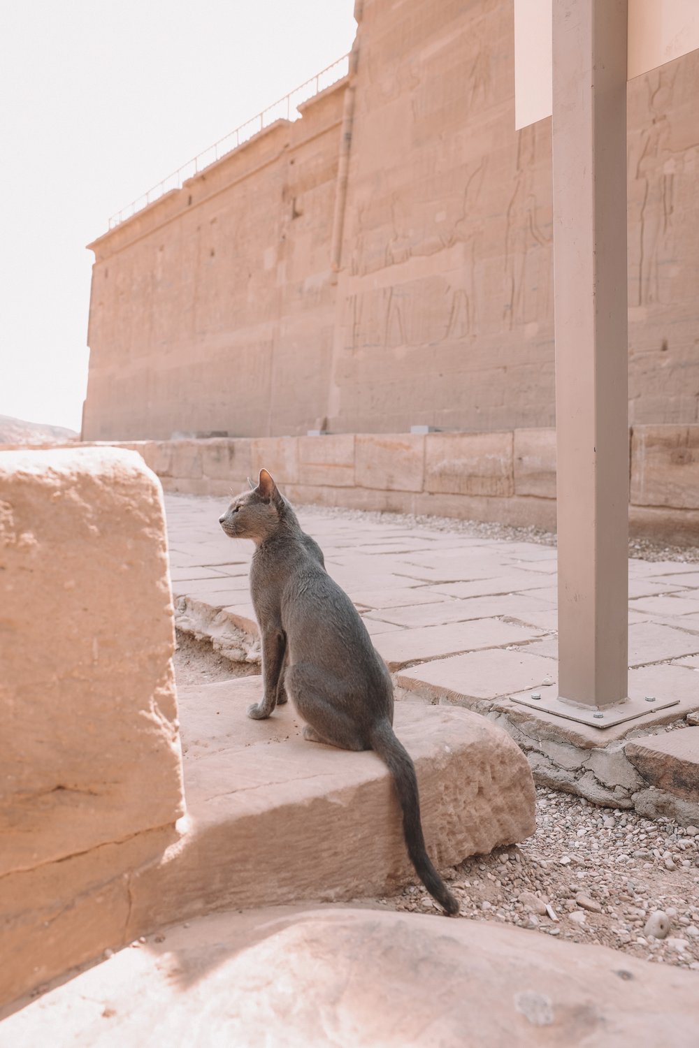 A roaming cat - Philae Temple - Aswan - Egypt