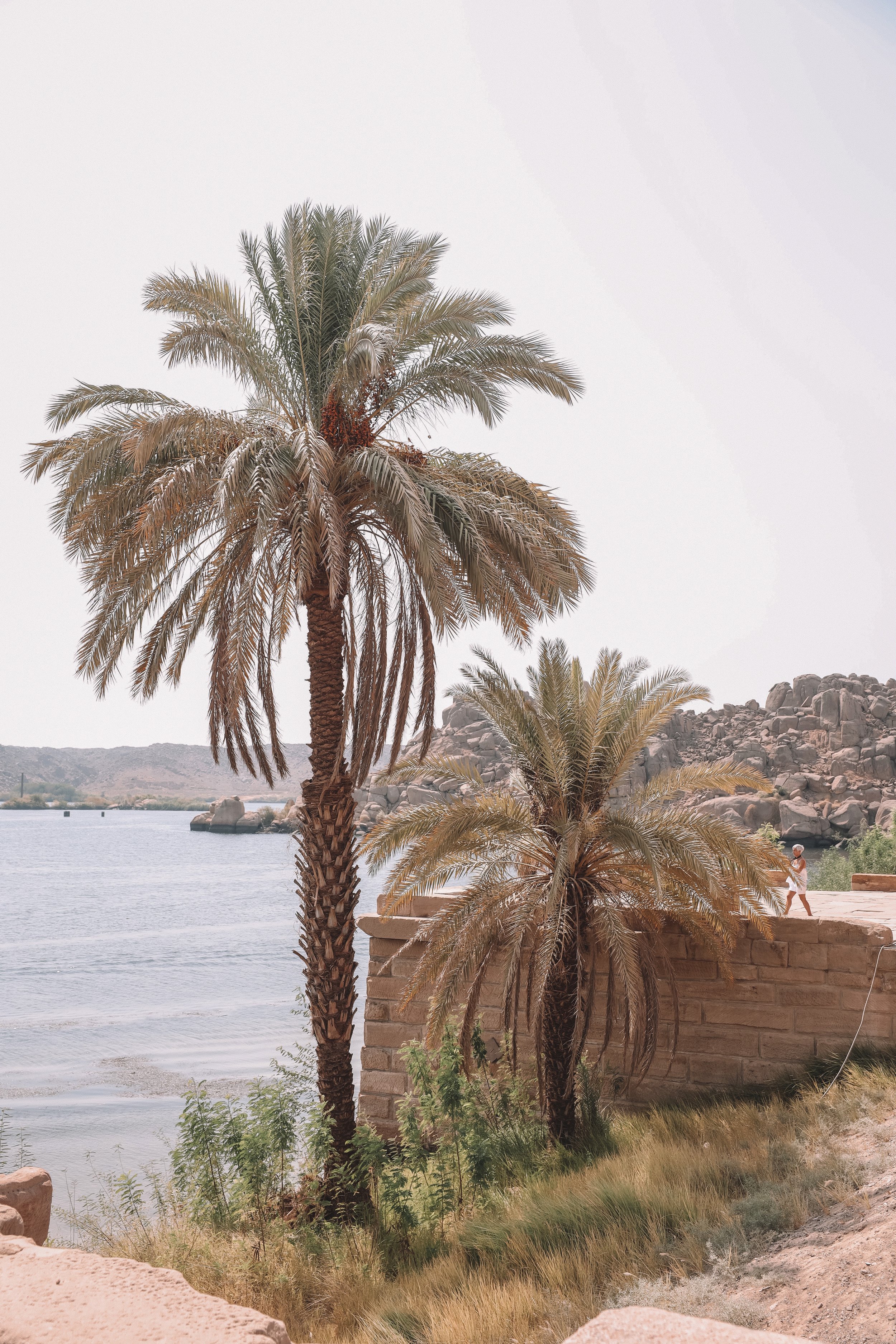 Palm trees and the Nile River - Philae Temple - Aswan - Egypt
