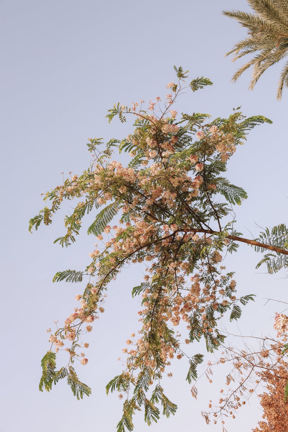 Flowers - Edfu - Egypt