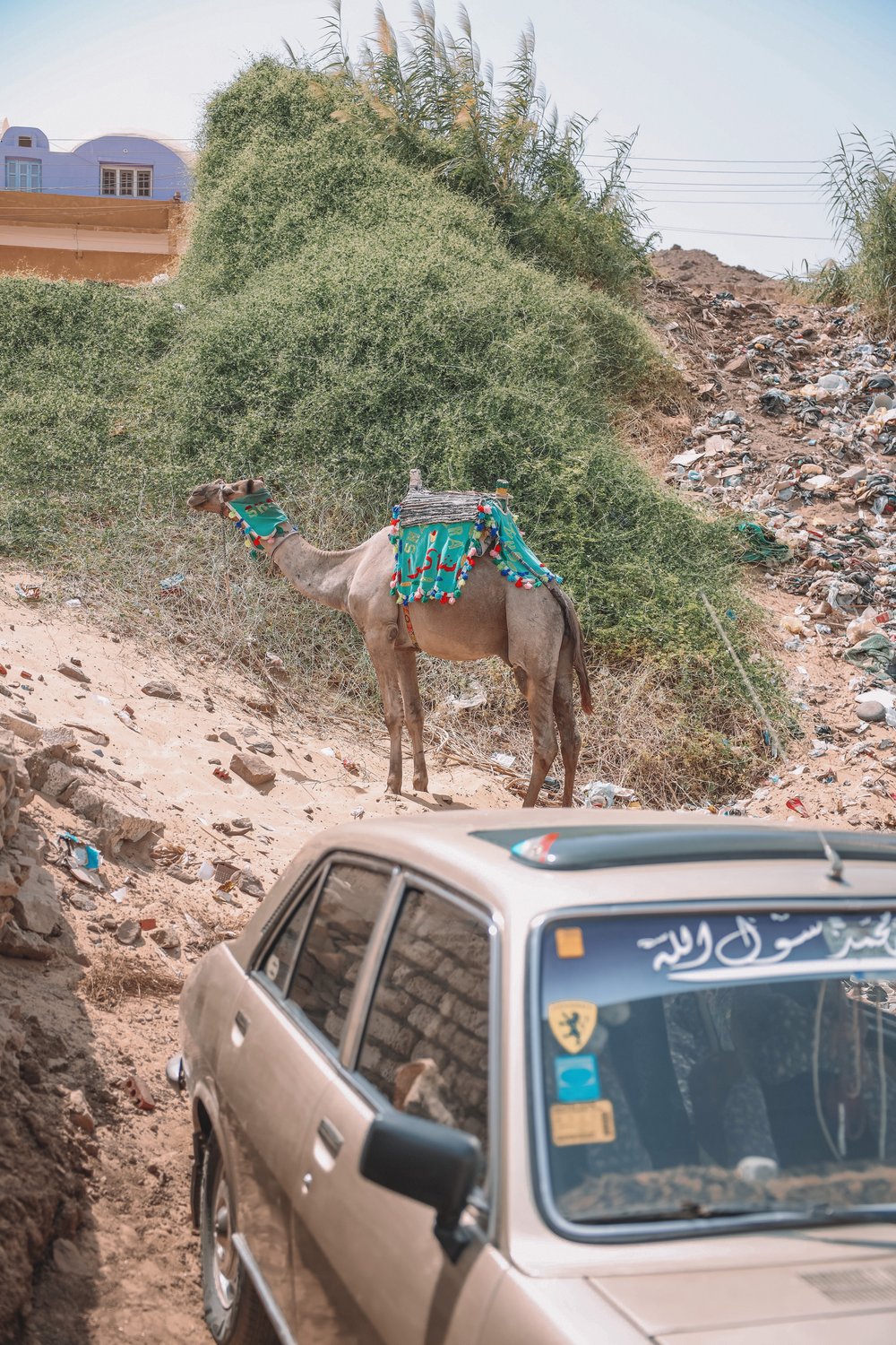 A camel waiting for a passenger - Nubian Village - Aswan - Egypt
