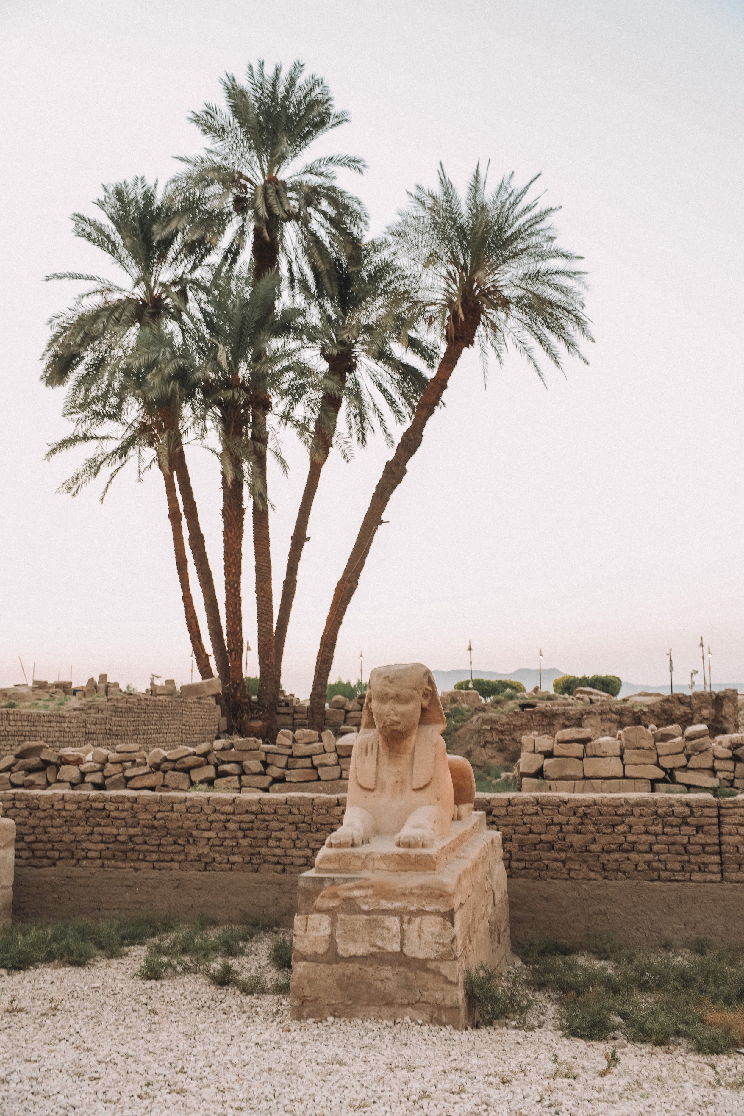 One of the sphinx on Sphinx Avenue - Luxor Temple - Luxor - Egypt