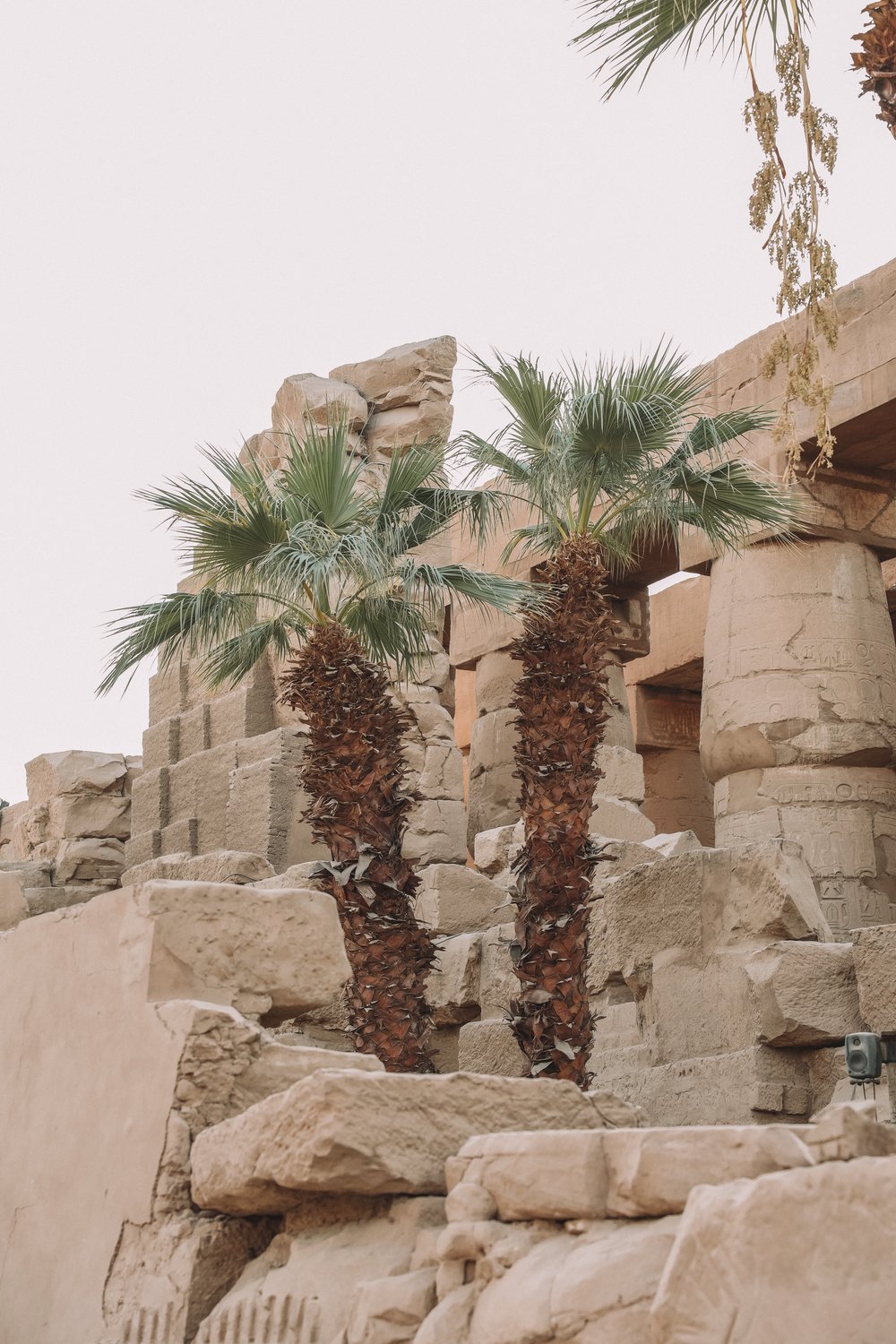 A few palm trees - Karnak Temple - Luxor - Egypt