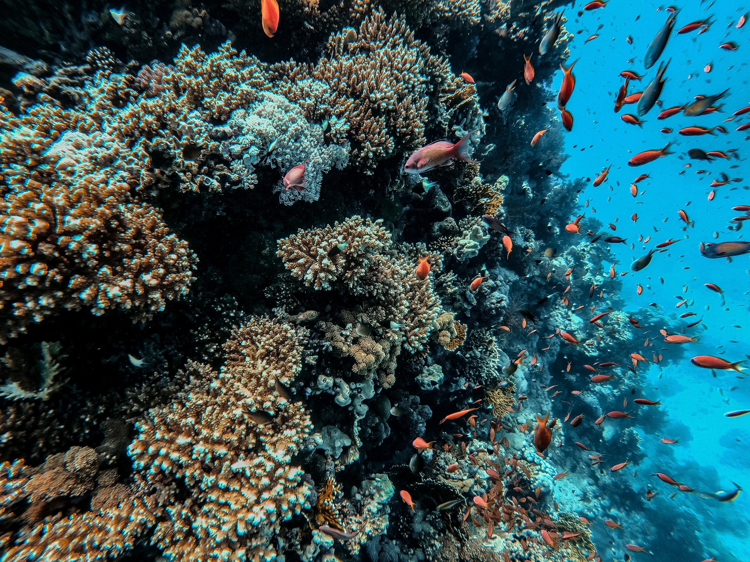 The healthy reef of the Red Sea - White Island - Sharm El-Sheikh - Sinai Peninsula - Egypt