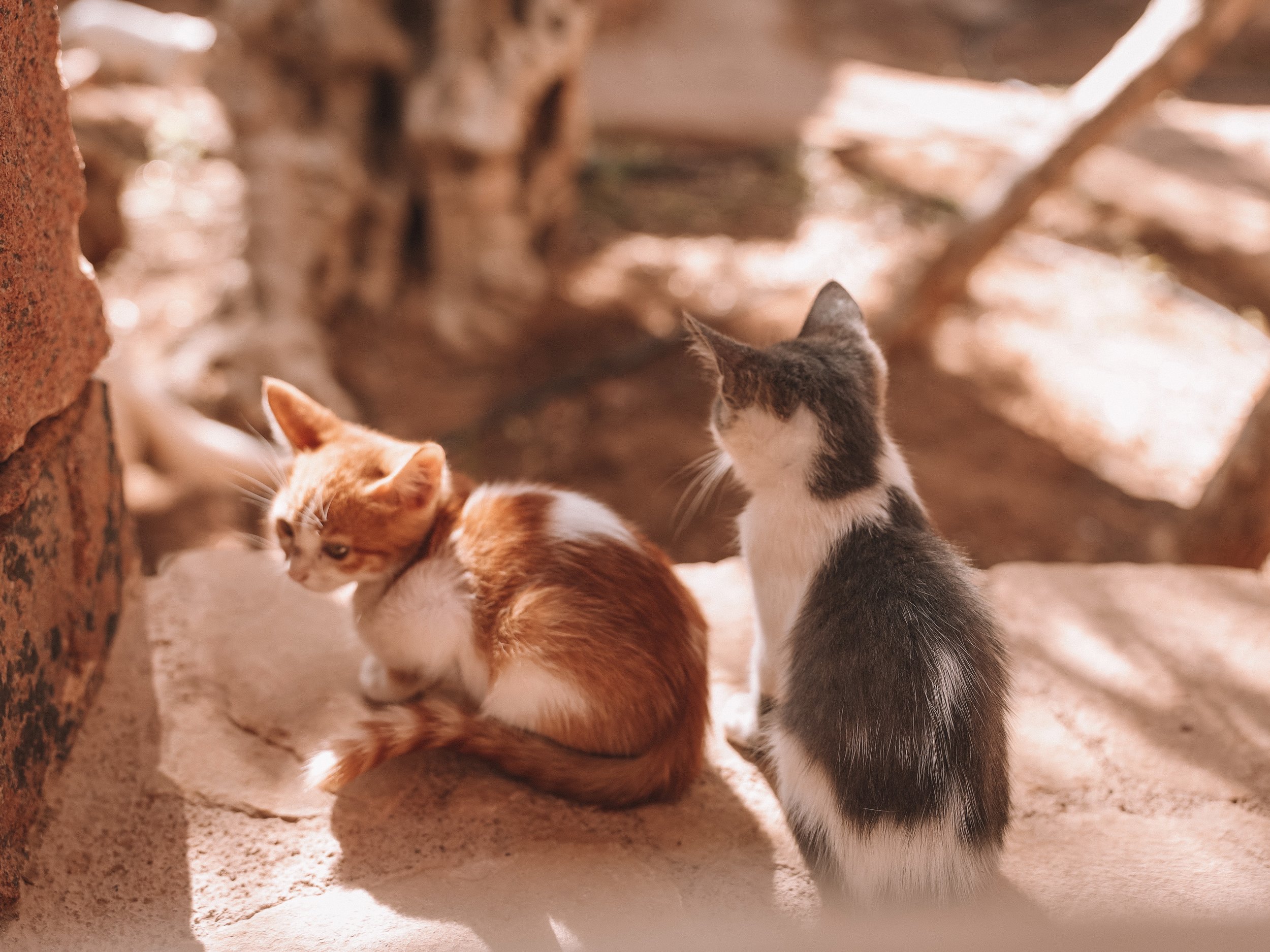 Two kittens at St. Catherine's Monastery - Mount Sinai - Sinai Peninsula - Egypt