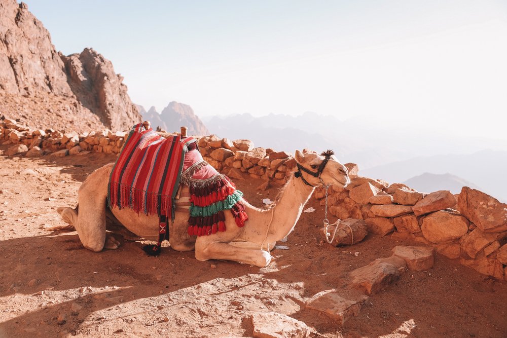 A camel taking a break - Mount Sinai - Sinai Peninsula - Egypt