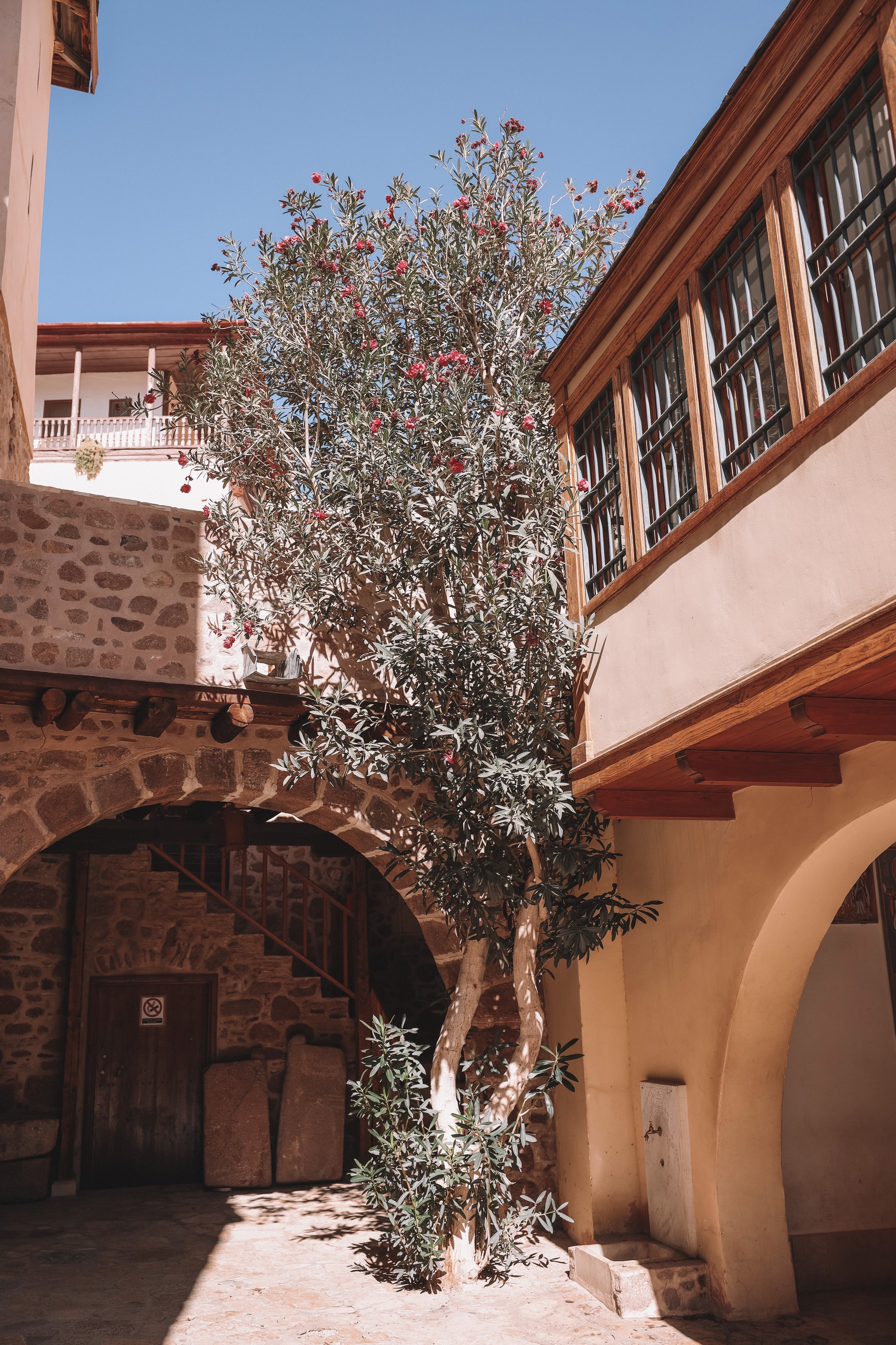 Olive tree - St. Catherine's Monastery - Mount Sinai - Sinai Peninsula - Egypt