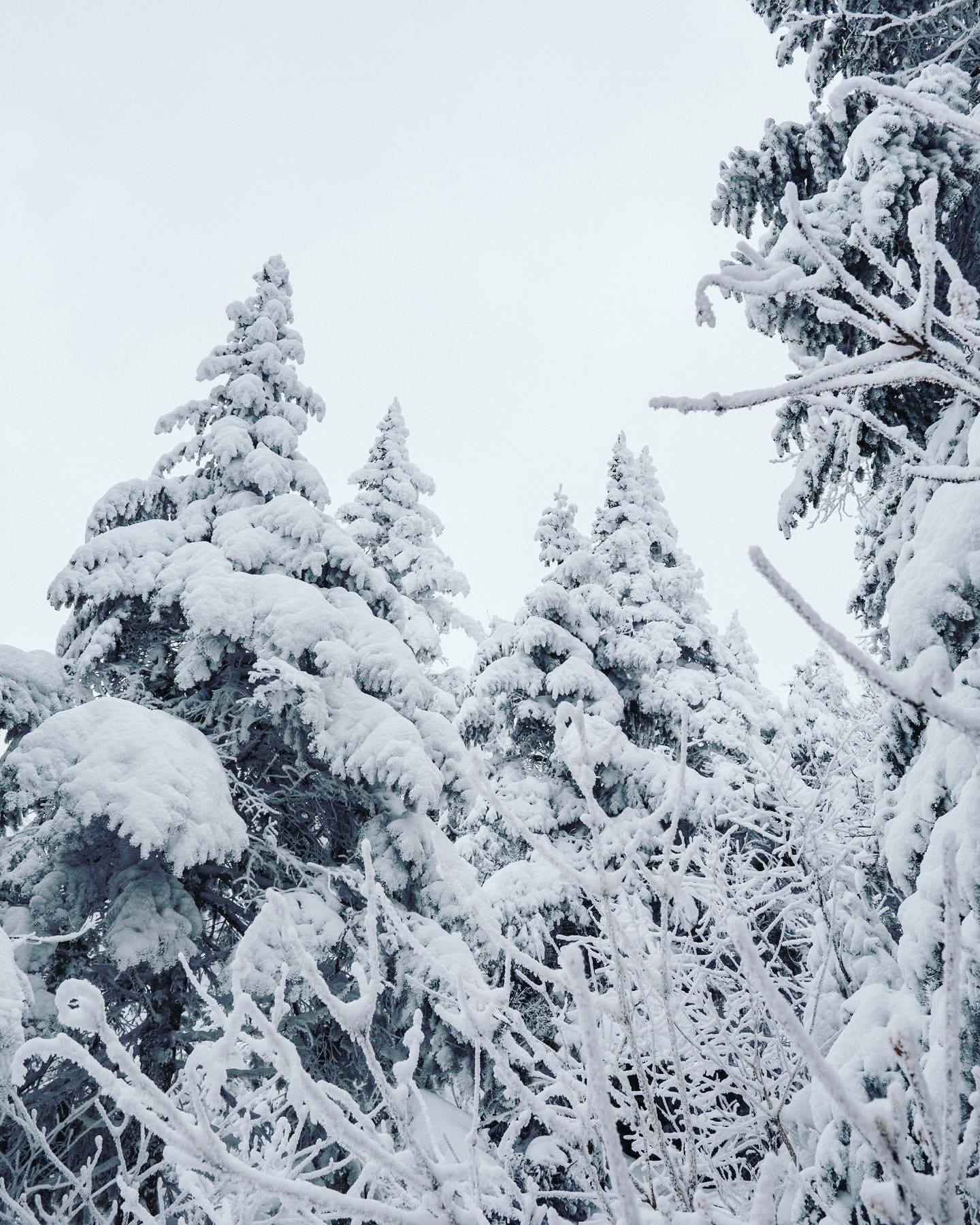 Frosted spinets - Mont Sutton - Eastern Townships - Quebec - Canada