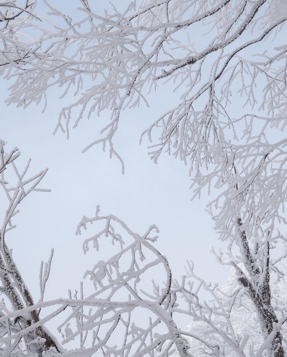 Fresh snow on tree branches - Mont Sutton - Eastern Townships - Quebec - Canada