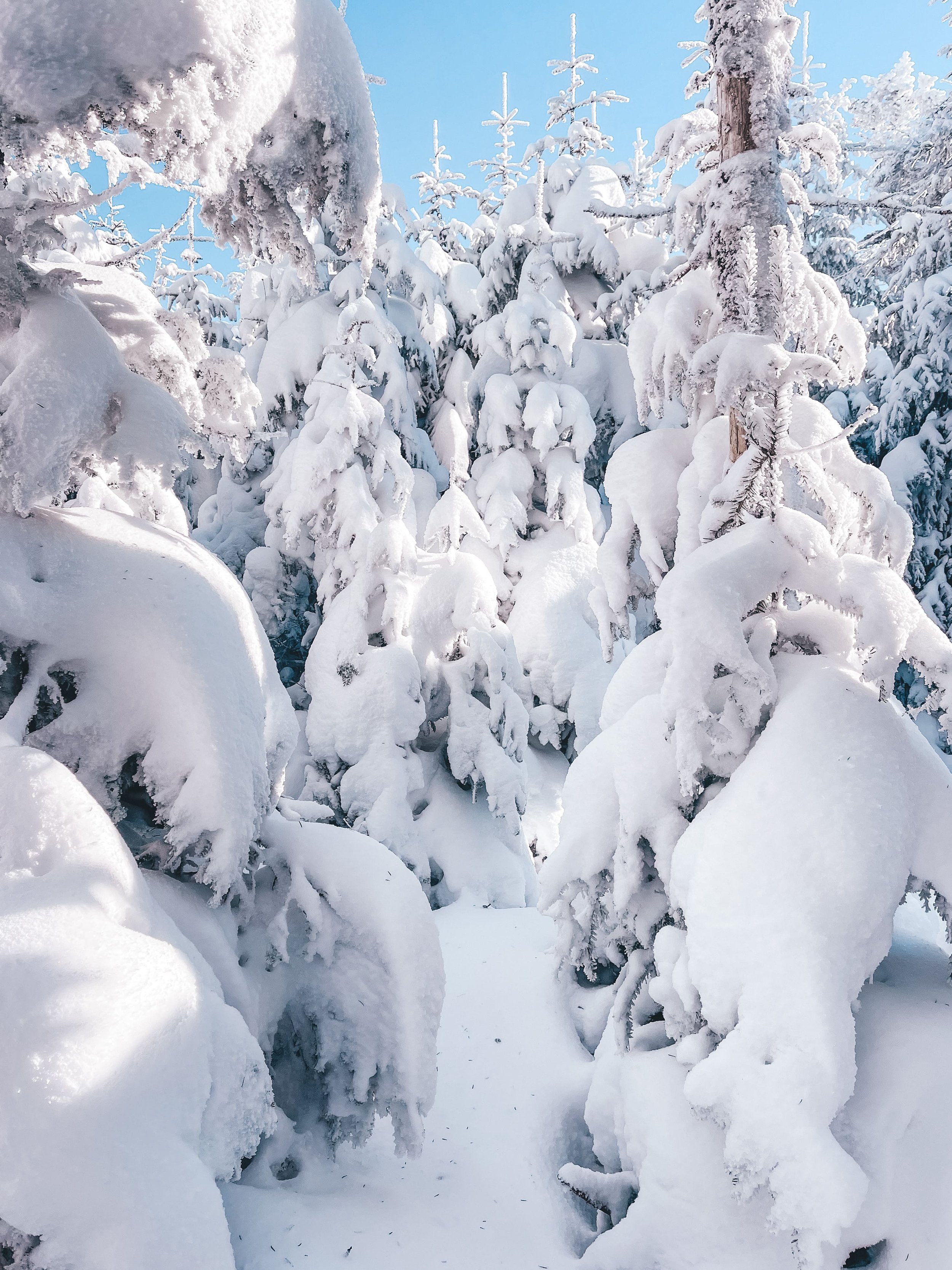 Trees covered in snow - Mount Gosford - Eastern Townships - Quebec - Canada