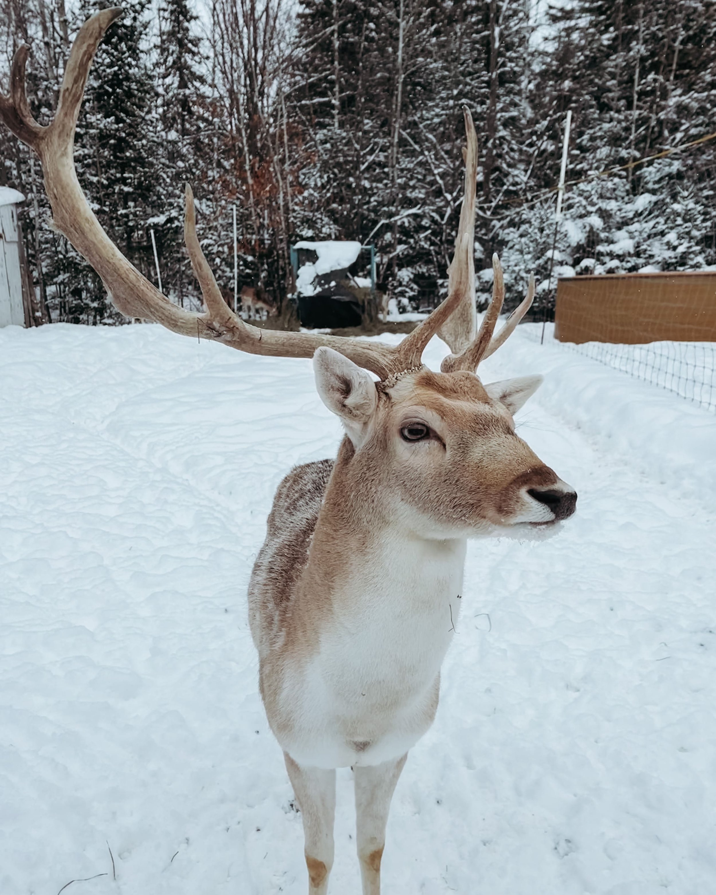 Cute deer - Domaine Enchanteur - Forêt perdue - Shawinigan - Quebec - Canada