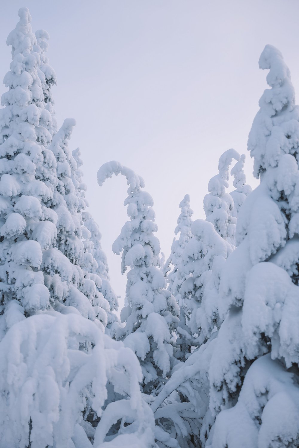 Tree tops falling from the snow - Monts-Valin - Valley of the Ghosts - Saguenay-Lac-St-Jean - Quebec - Canada