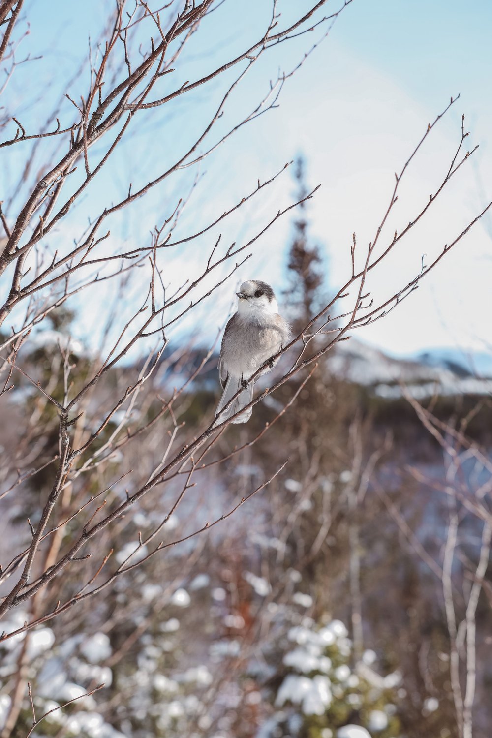 Super cute bird waiting for food in winter - Mount du Dôme - Charlevoix - Quebec - Canada