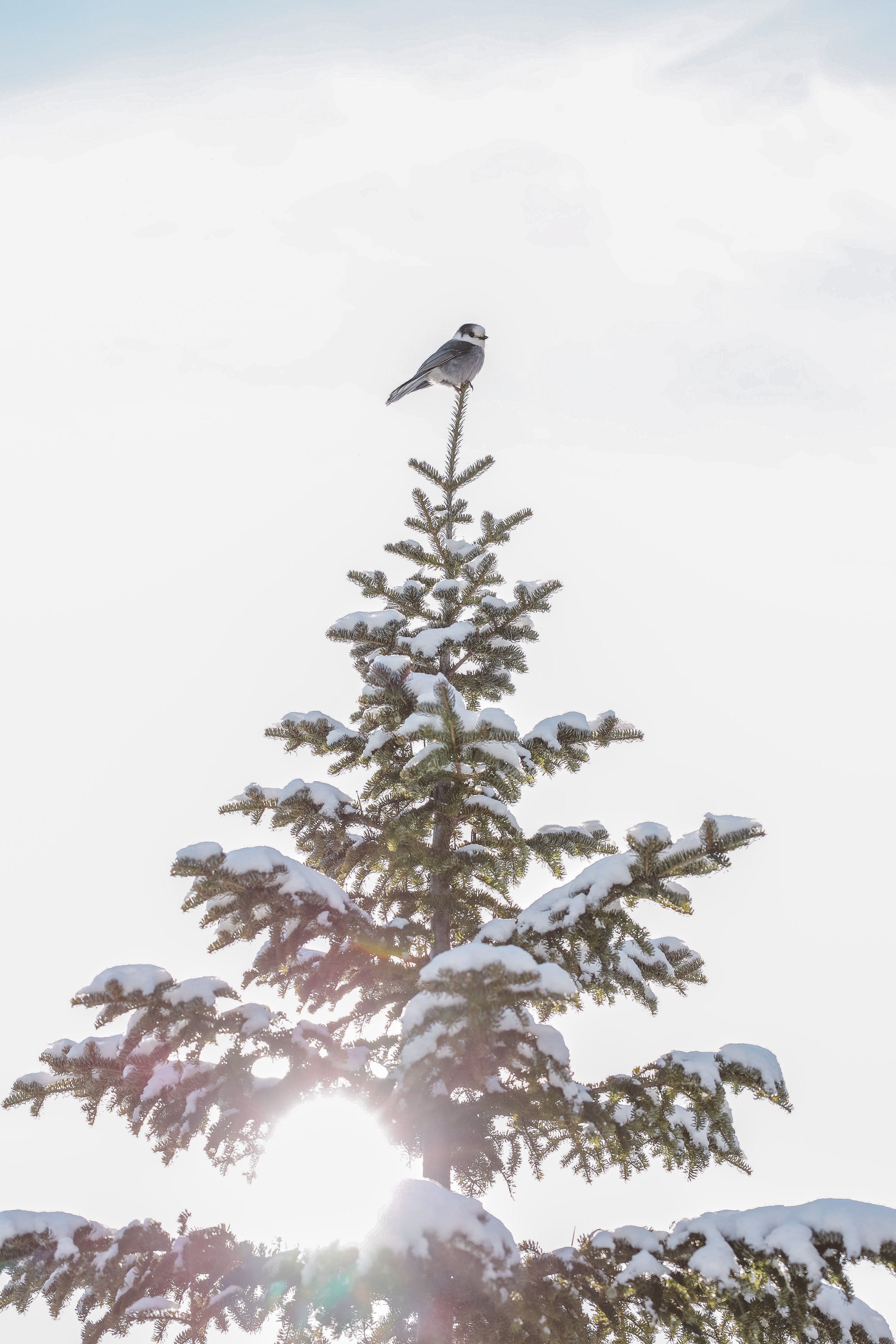 Canada Jay sitting at the top of a tree in winter - Mount du Dôme - Charlevoix - Quebec - Canada