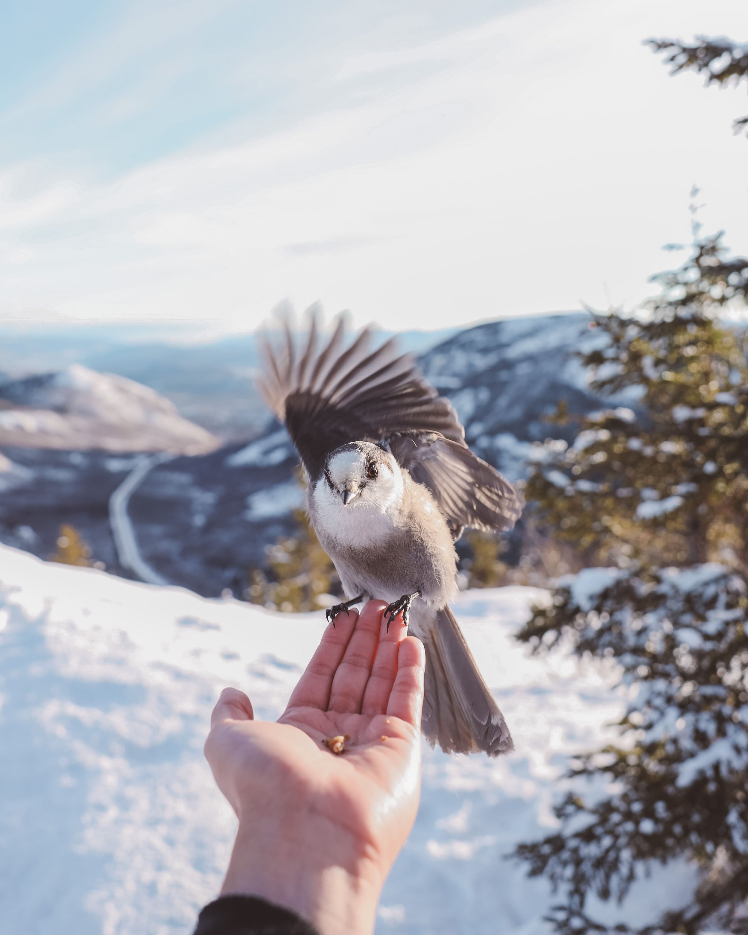 Perisoreus eating from my hand in winter - Mount du Dôme - Charlevoix - Quebec - Canada