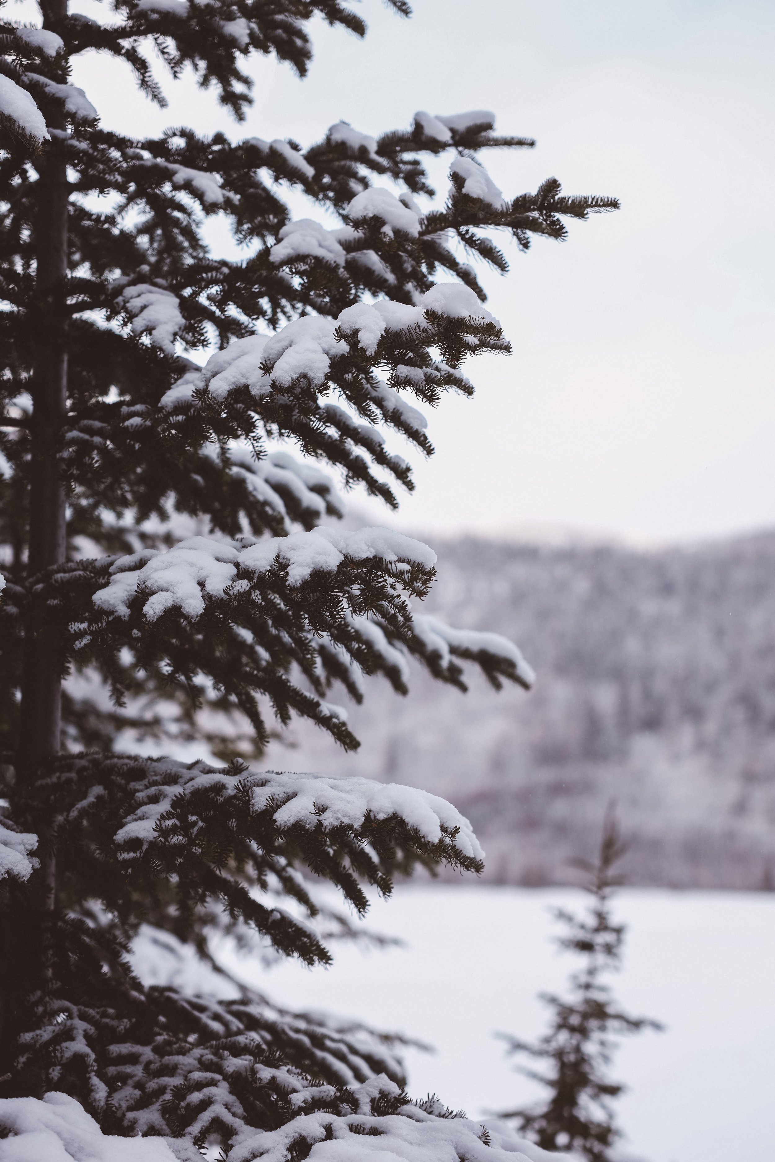 Up close with a spinet - Mount du Dôme - Charlevoix - Quebec - Canada