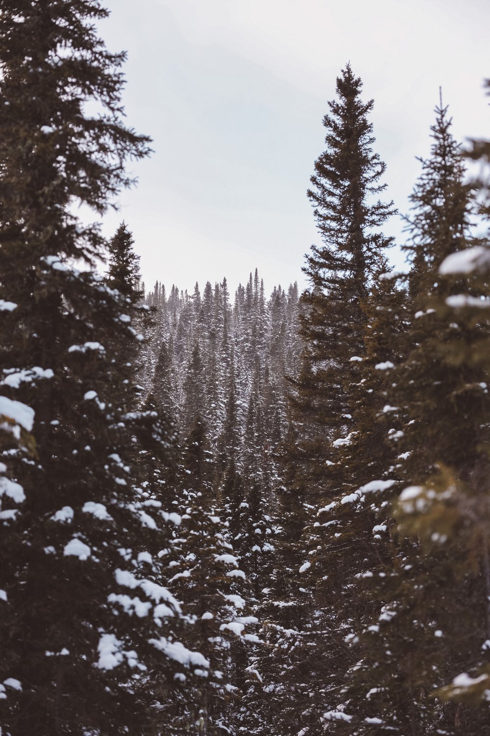 Between the trees - Mount du Dôme - Charlevoix - Quebec - Canada