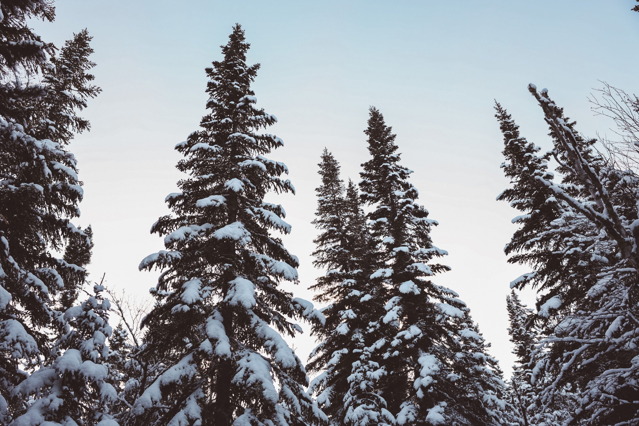 Tree tops at sunset - Mount du Dôme - Charlevoix - Quebec - Canada