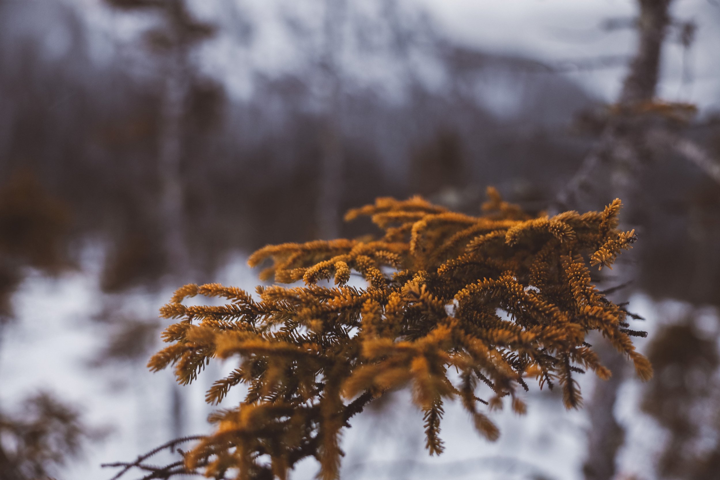 Close up on a branch - Mount du Dôme - Charlevoix - Quebec - Canada